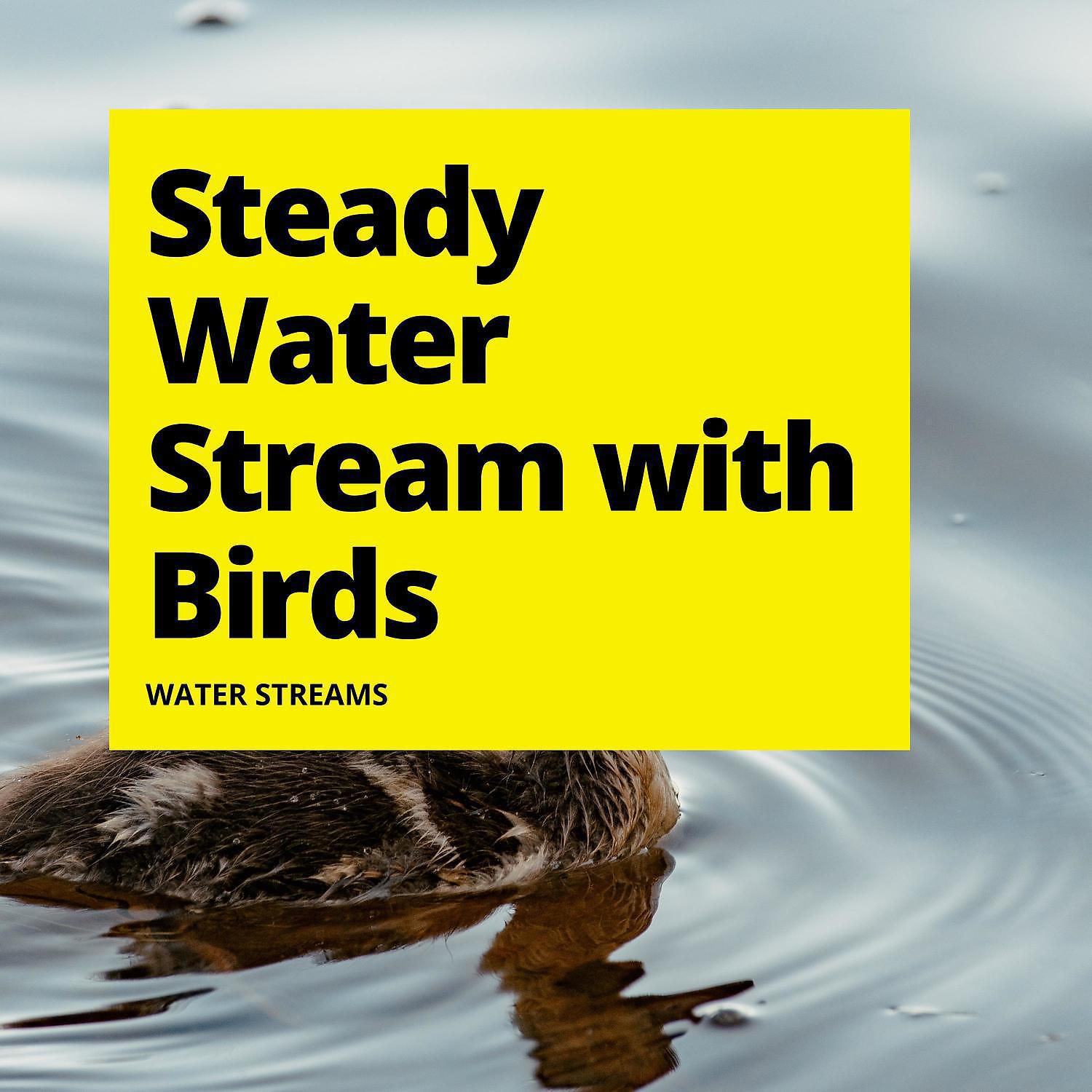 Постер альбома Steady Water Stream with Birds