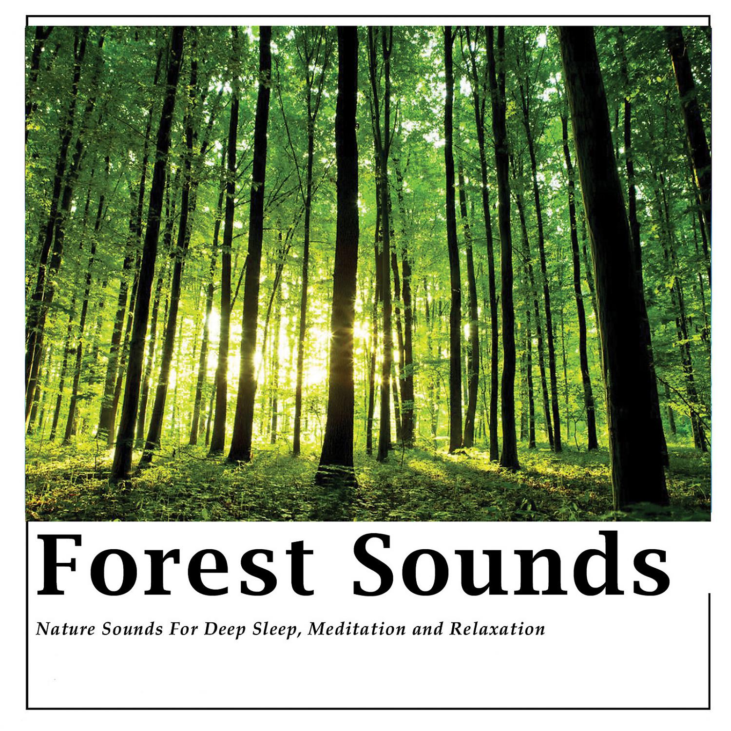 Постер альбома Forest Sounds