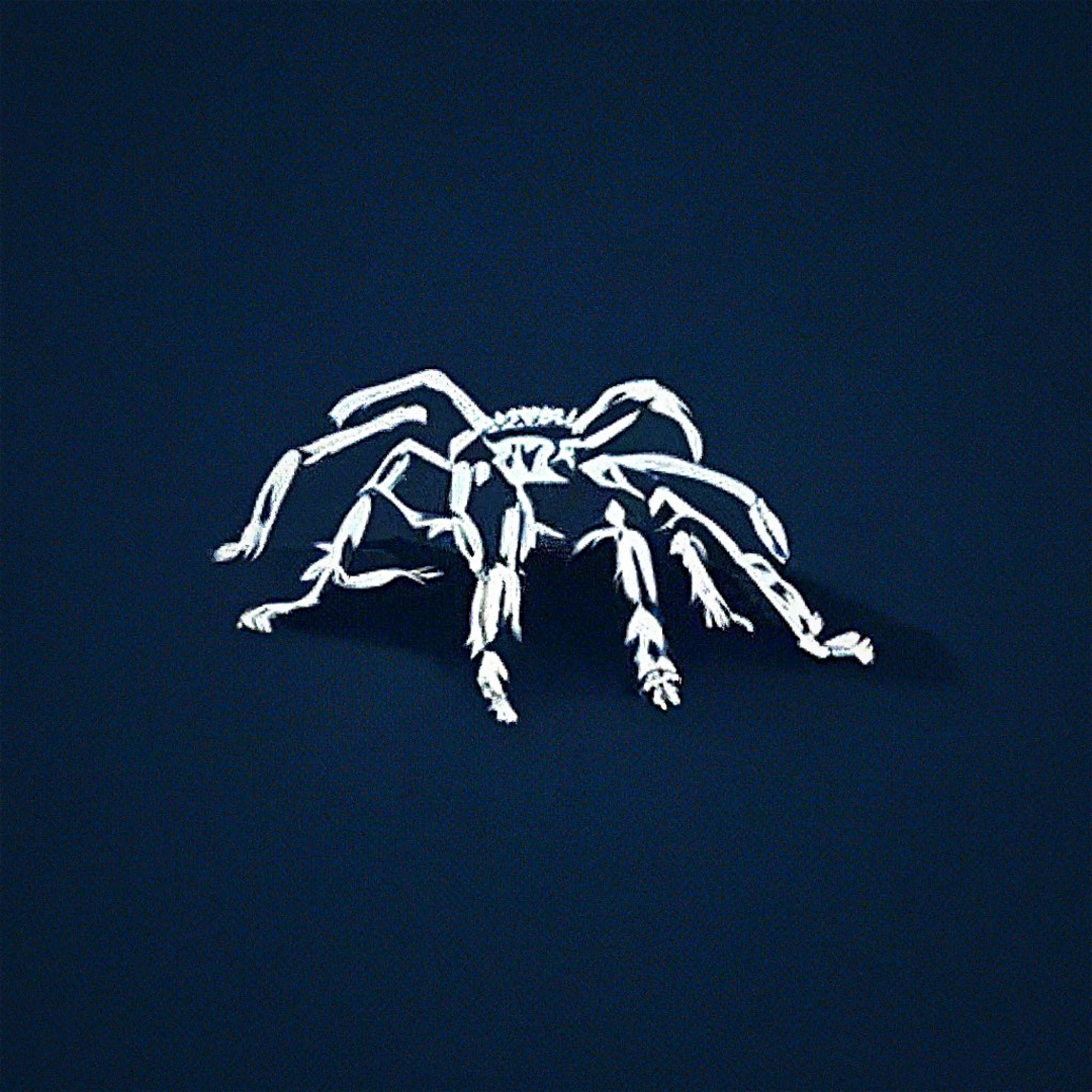 Постер альбома дом тарантулов