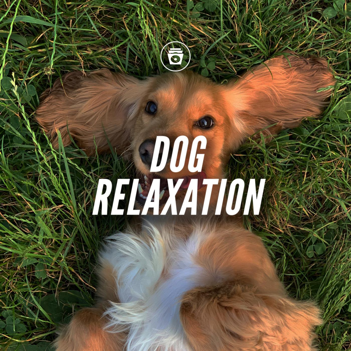 Постер альбома Dog Relaxation