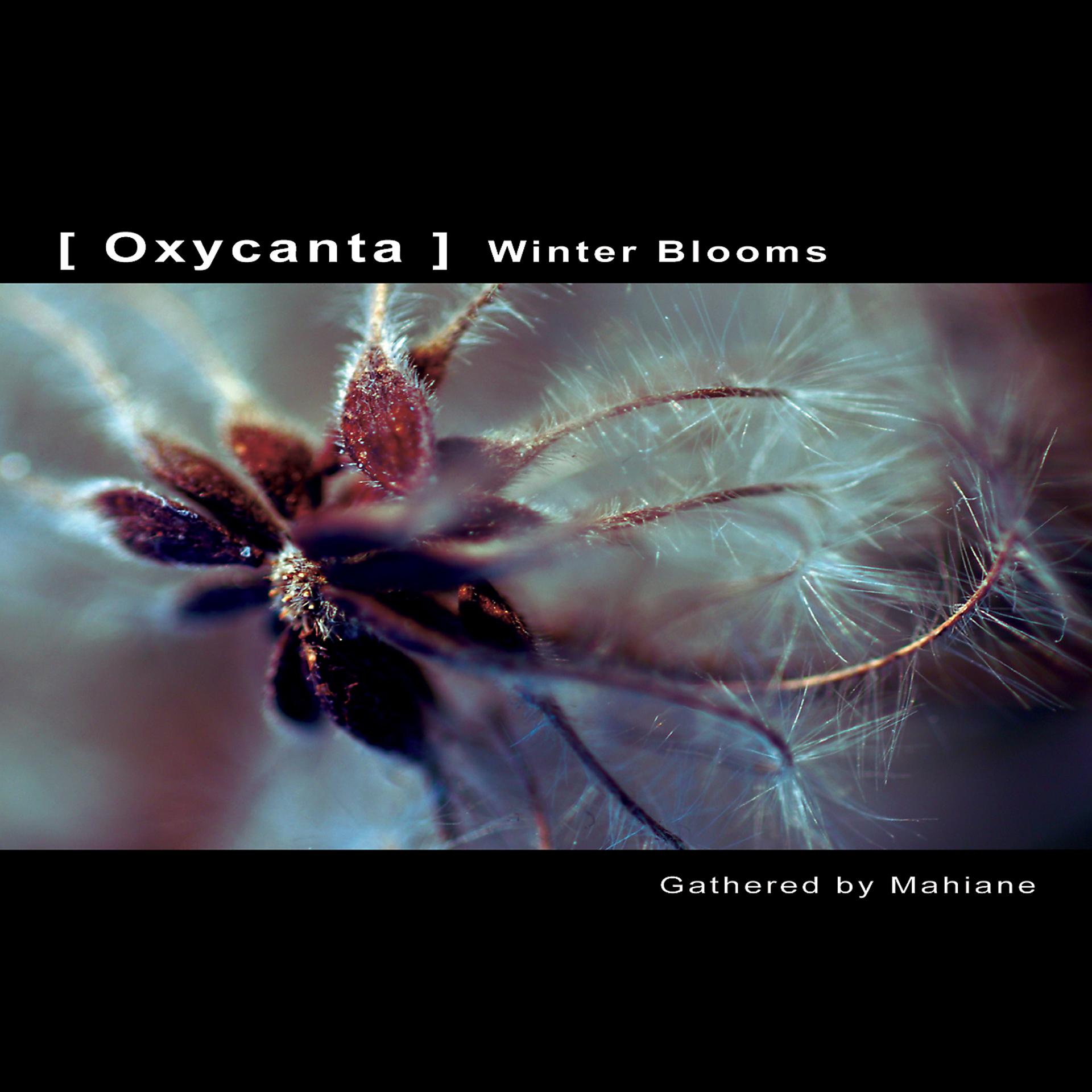 Постер альбома OXYCANTA - Winter Blooms