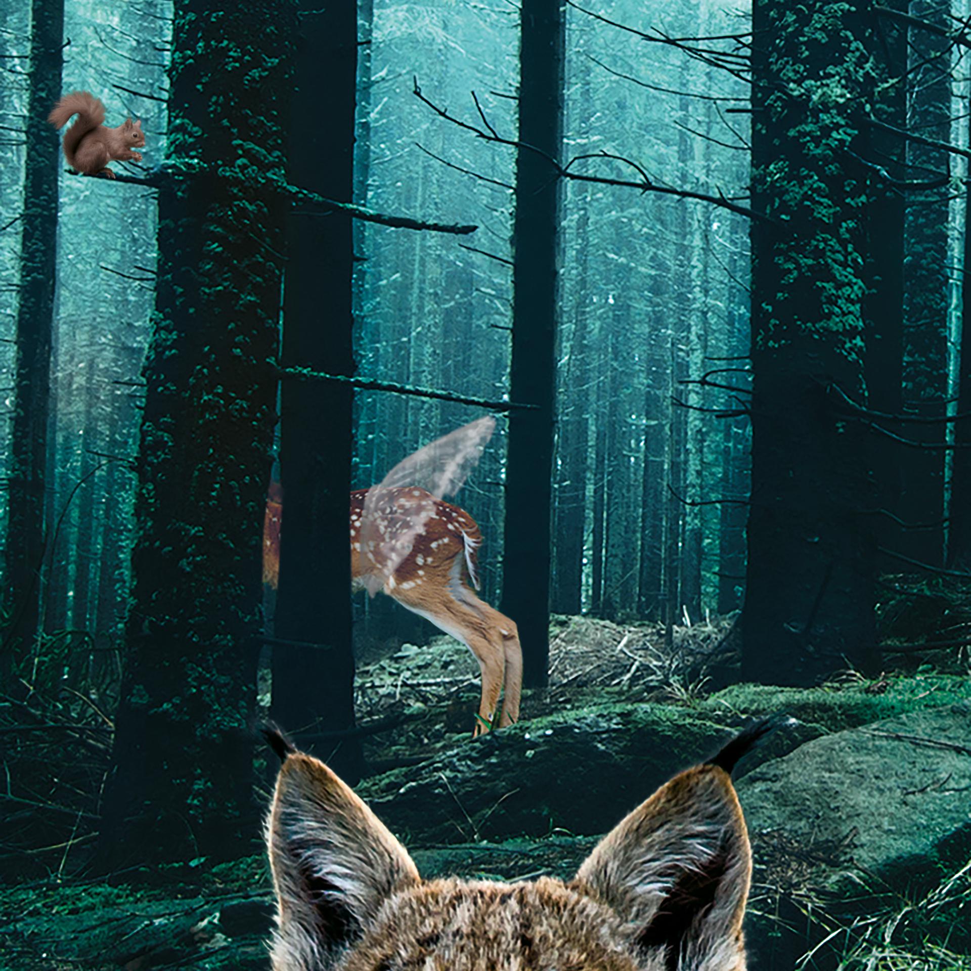 Постер альбома The Lynx, The Fawn, The Squirrel