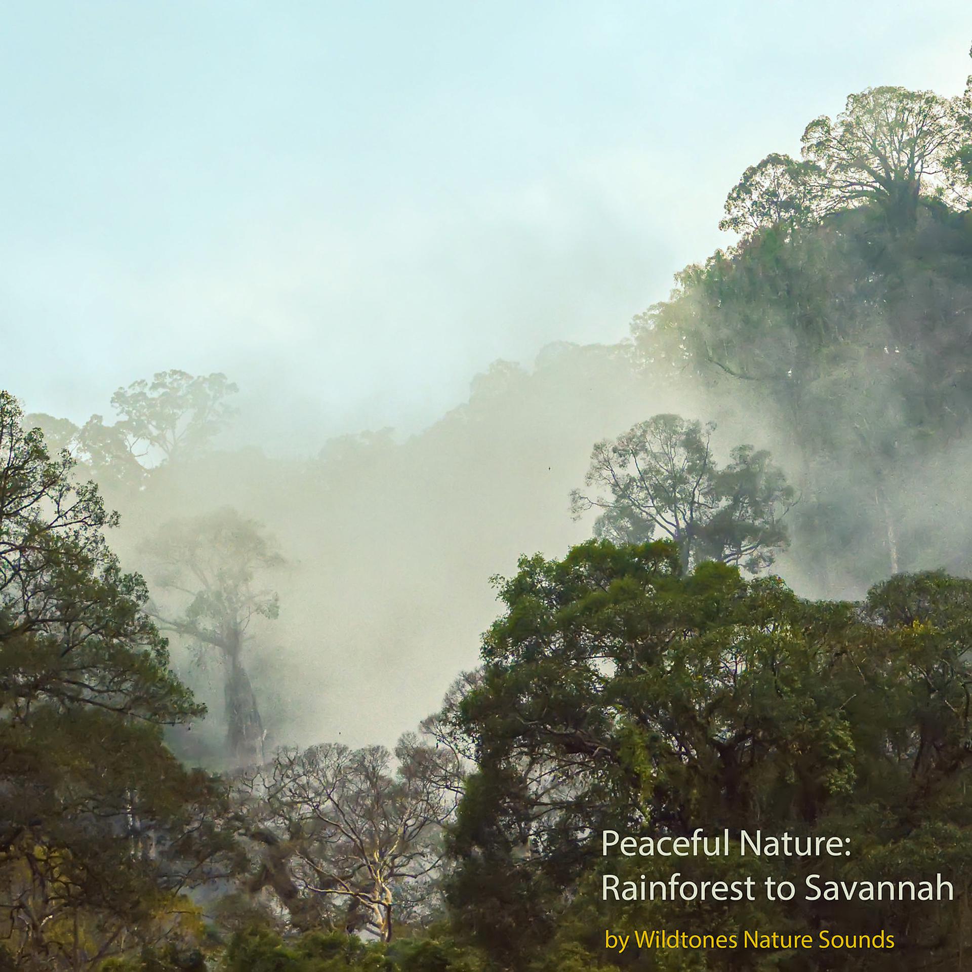 Постер альбома Peaceful Nature: Rainforest to Savannah