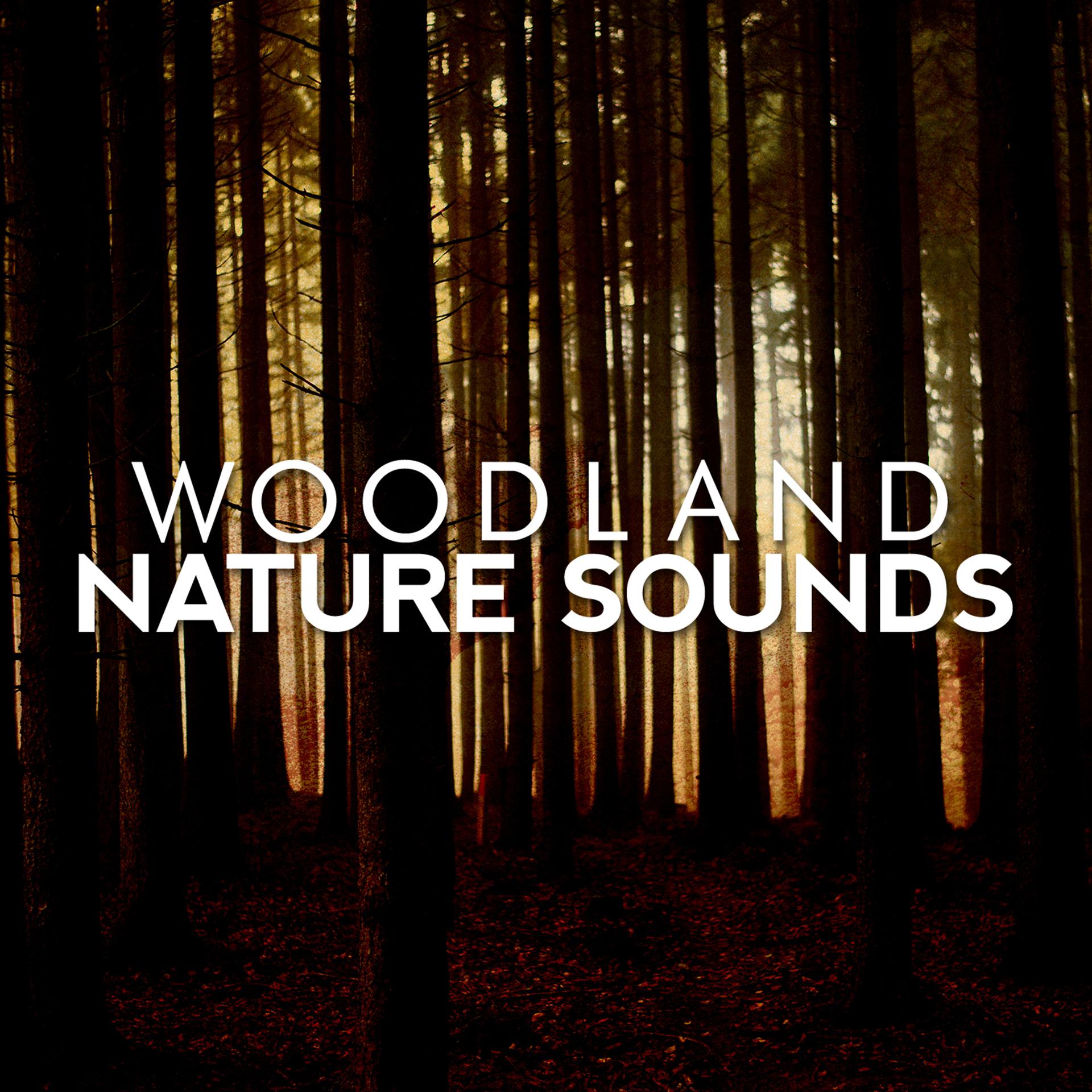 Постер альбома Woodland Nature Sounds