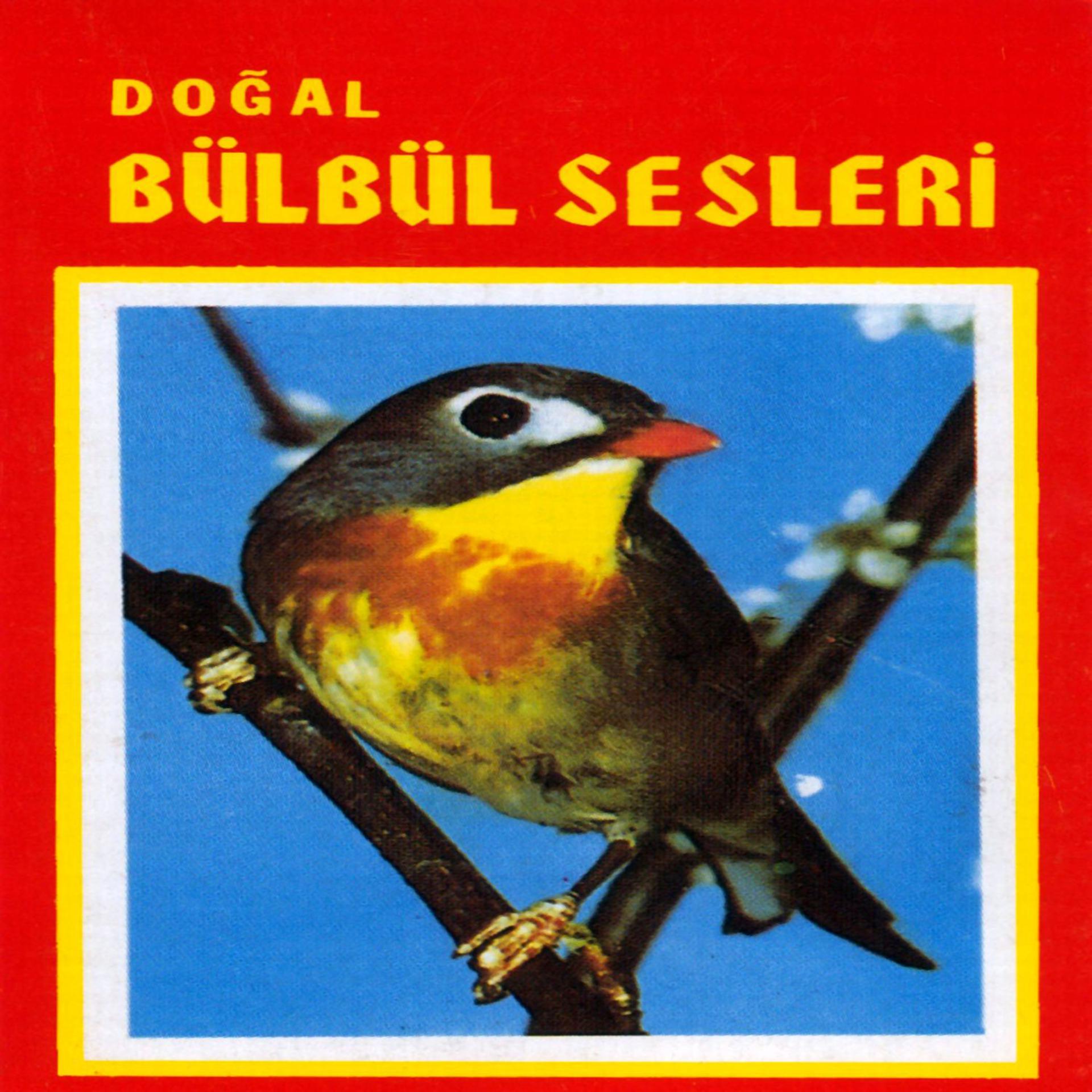 Постер альбома Doğal Bülbül Sesleri