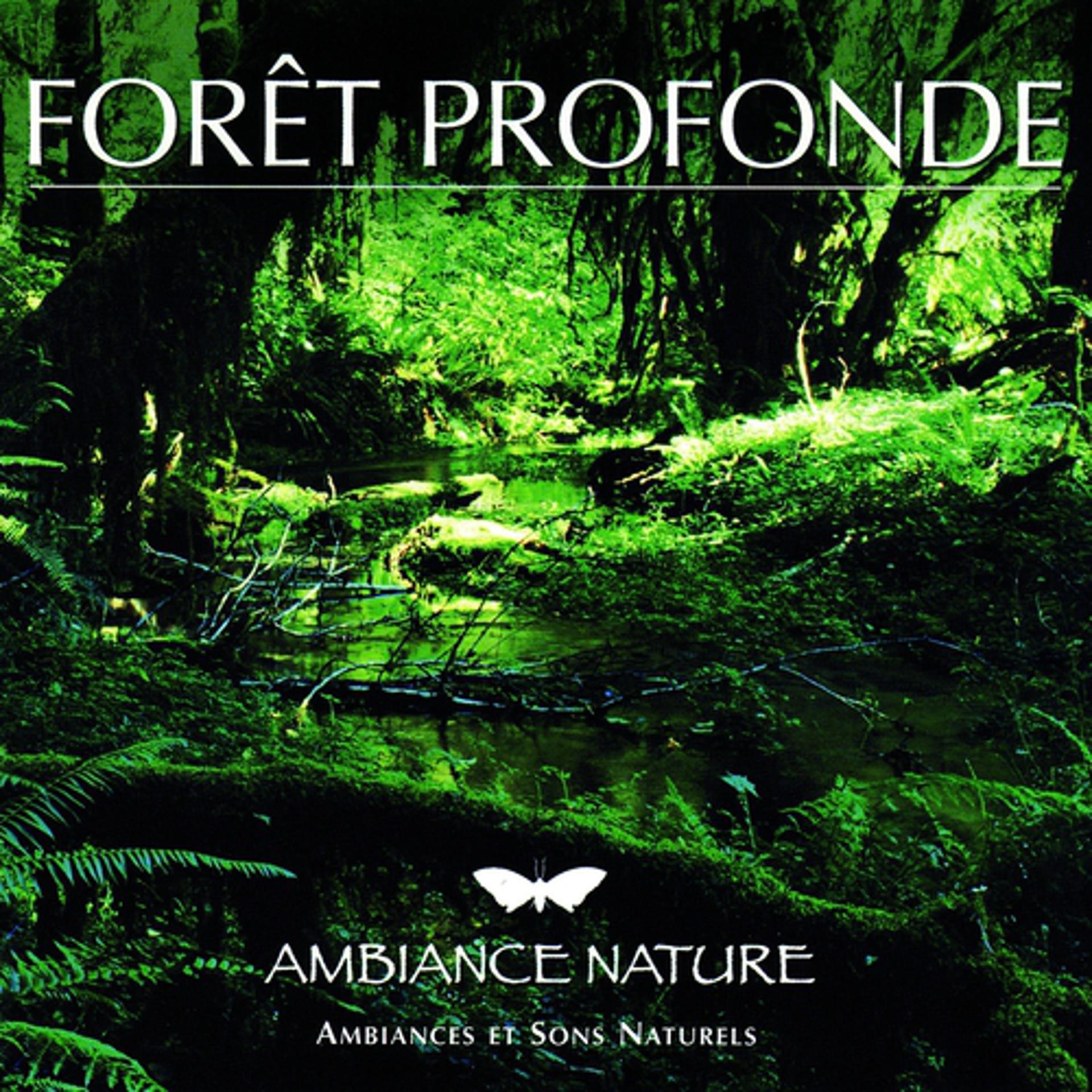 Постер альбома Ambiance Nature  Foret Profonde