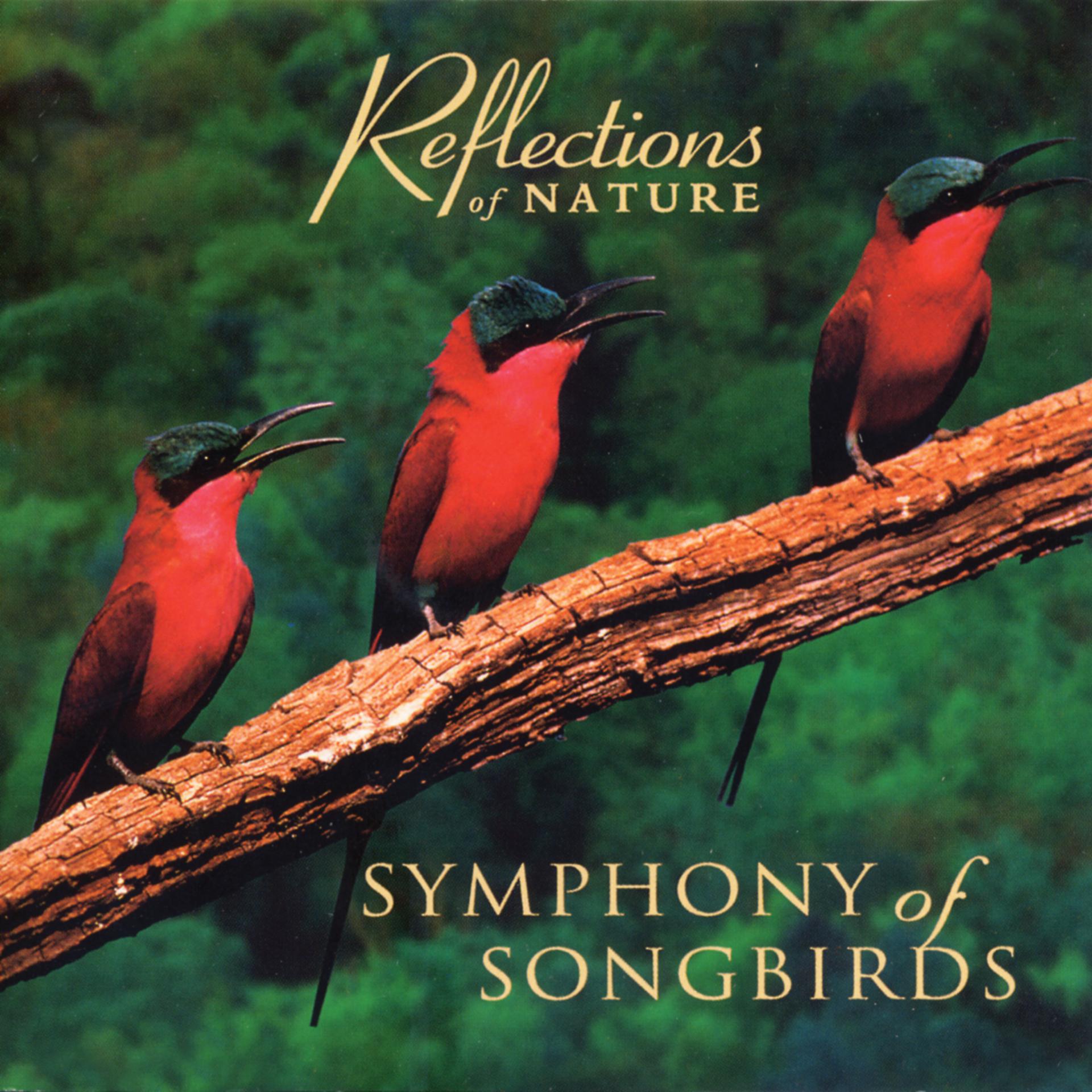 Постер альбома Symphony of Songbirds