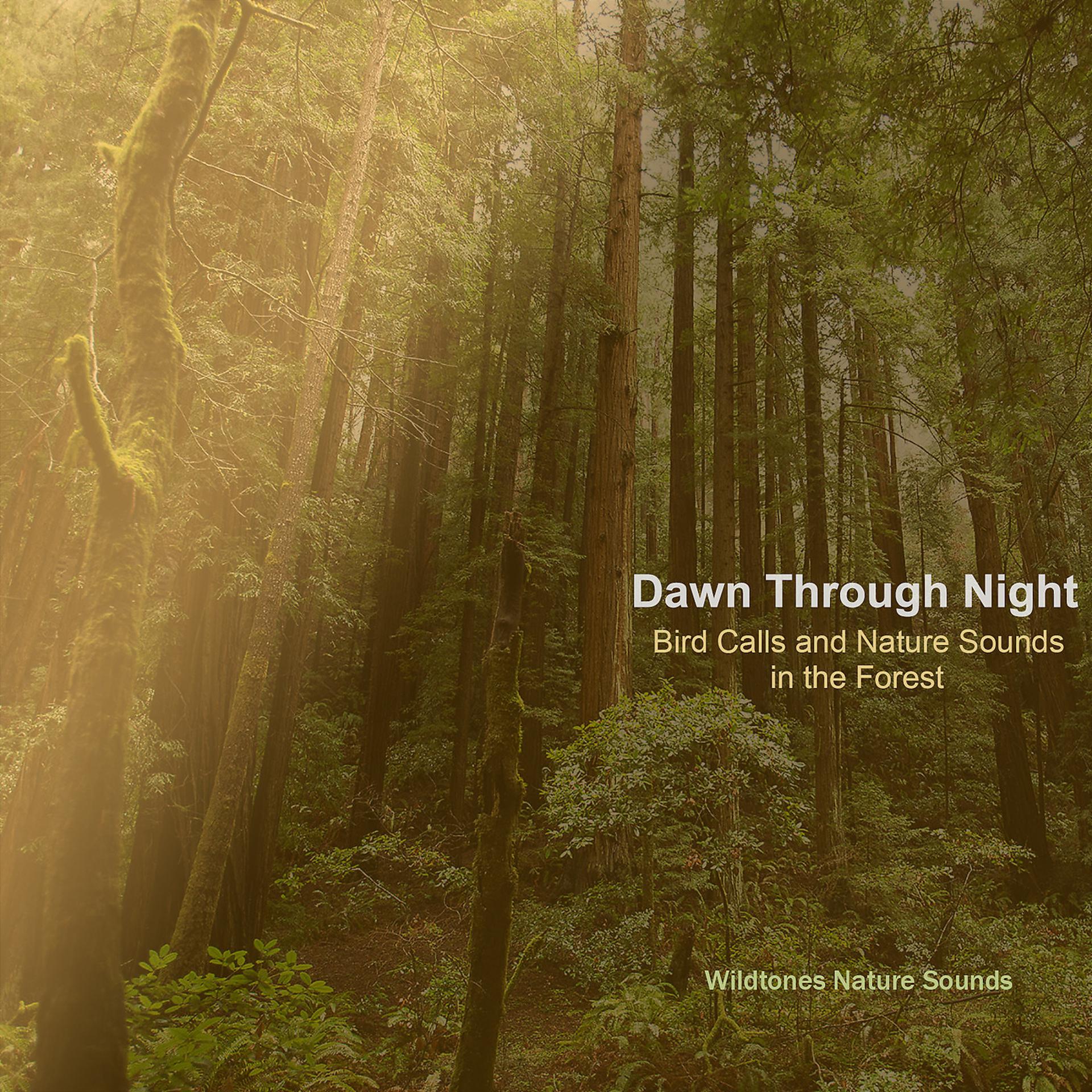 Постер альбома Dawn Through Night: Bird Calls and Nature Sounds in the Forest