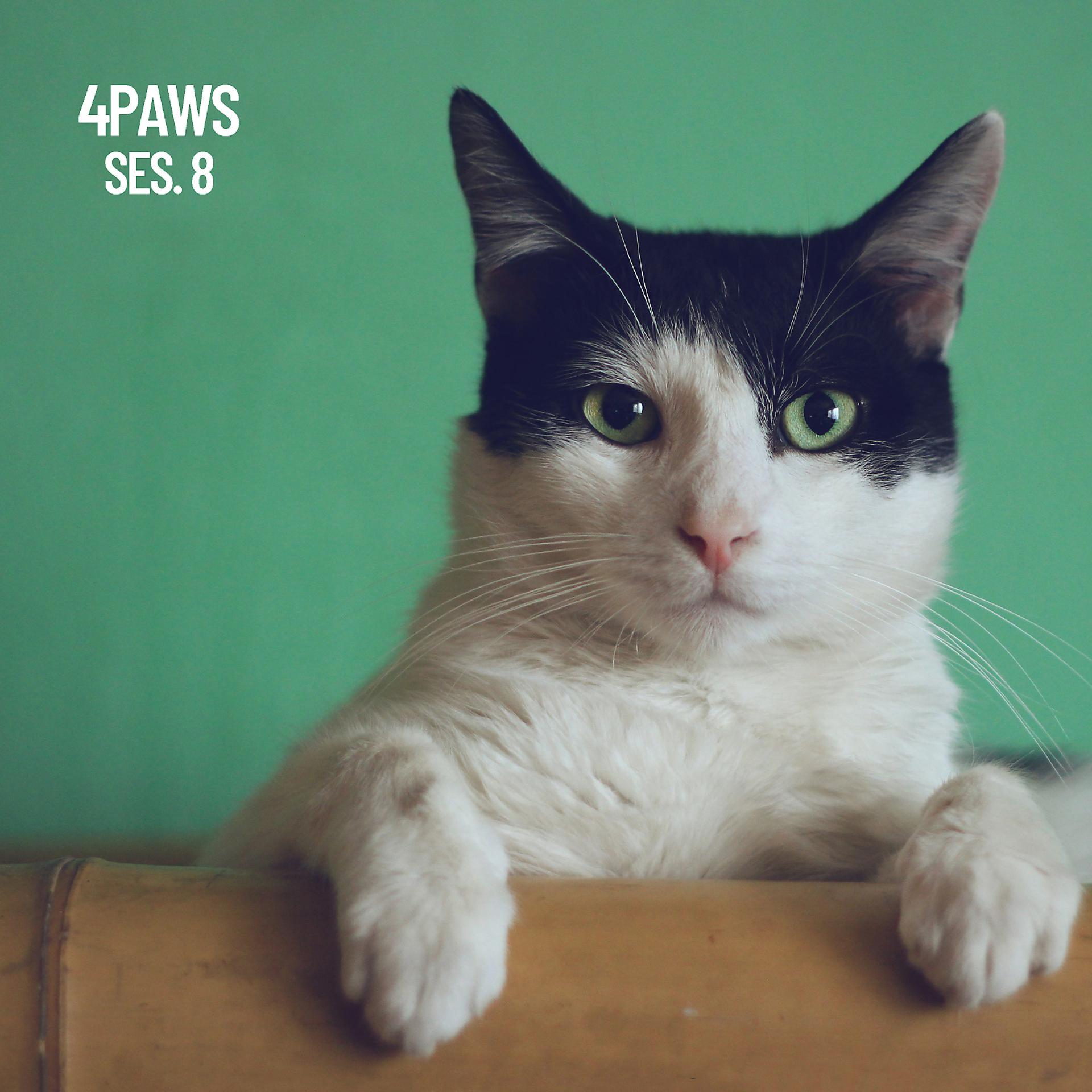 Постер альбома 4 Paws, Sleeping Music for Dogs and Cats Session 8