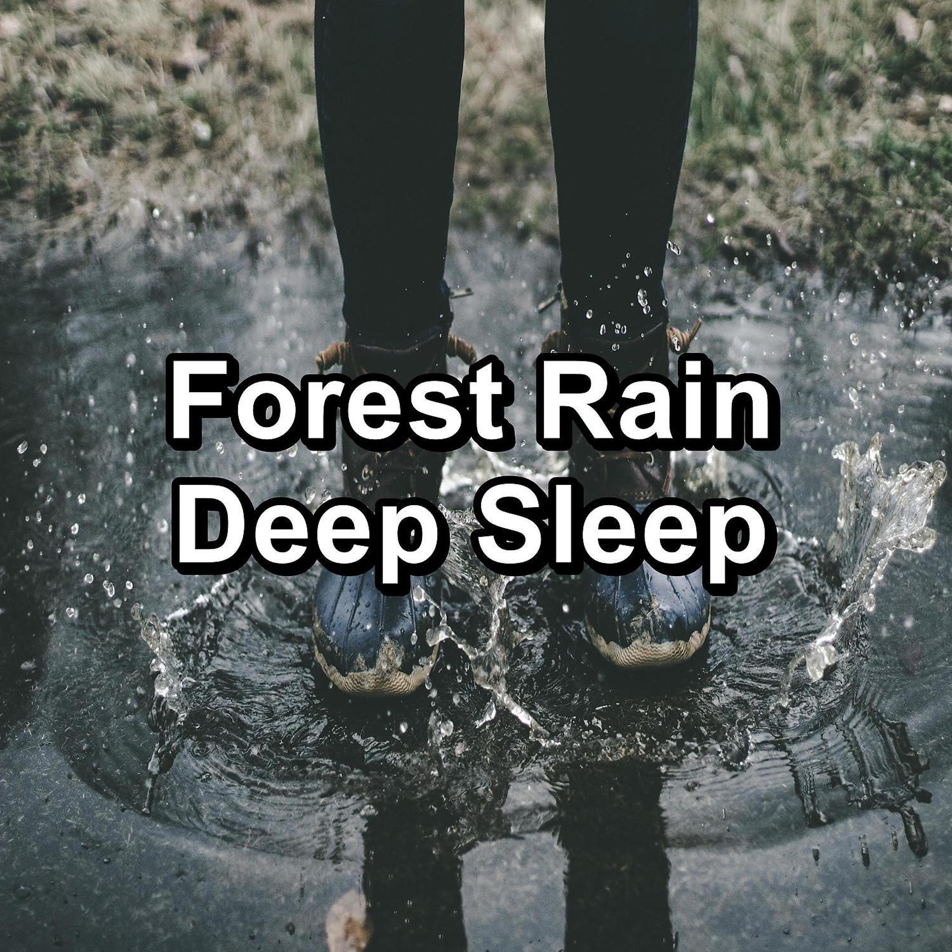 Постер альбома Forest Rain Deep Sleep