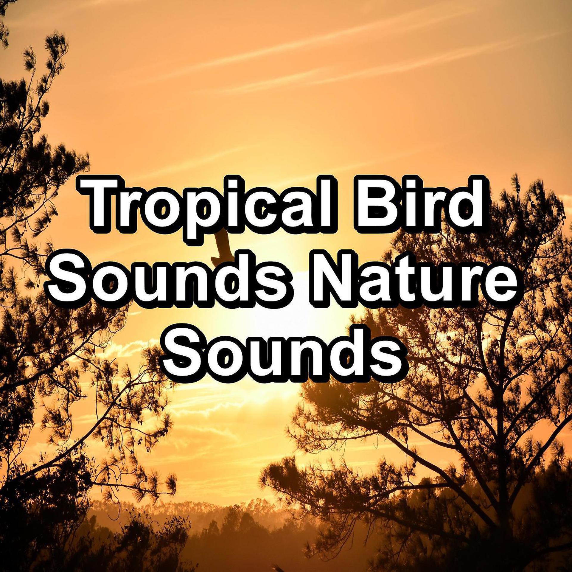 Постер альбома Tropical Bird Sounds Nature Sounds