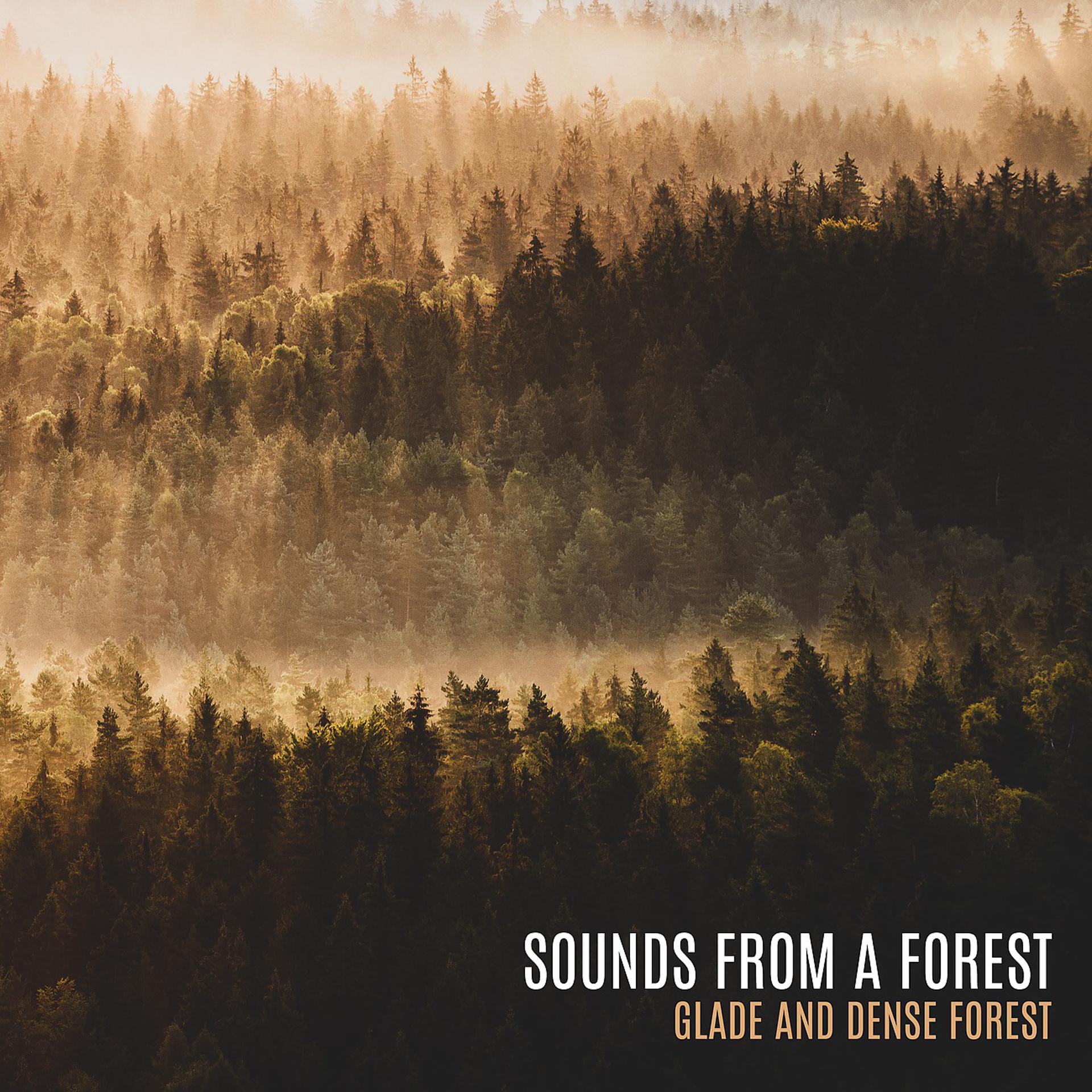 Постер альбома Sounds from a Forest Glade and Dense Forest. Beautiful Calm Spring Music
