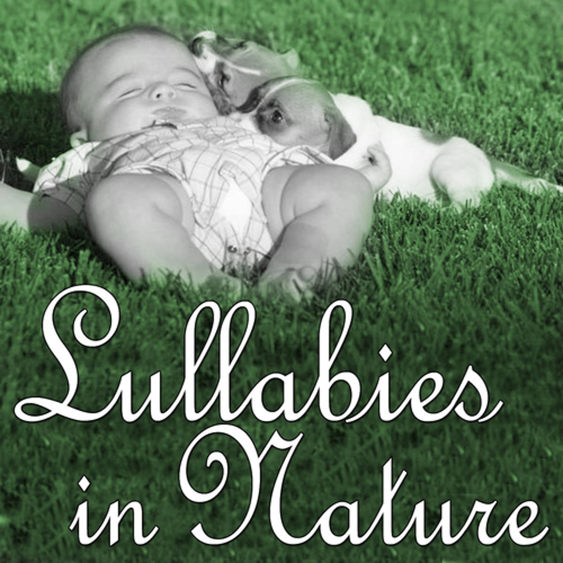 Постер альбома Lullabies in Nature: Sleeping in the Magic Forest