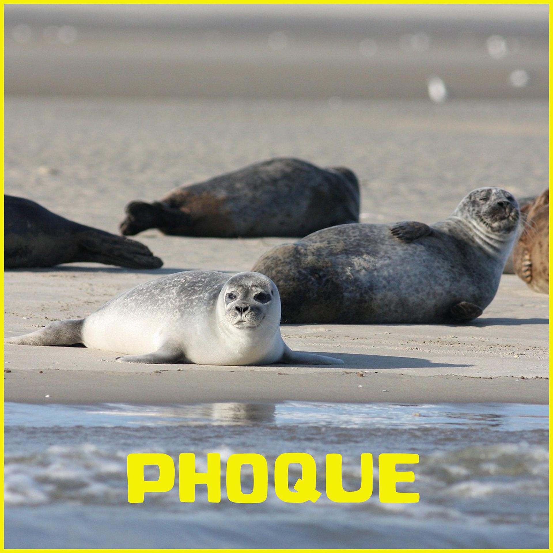 Постер альбома Phoque