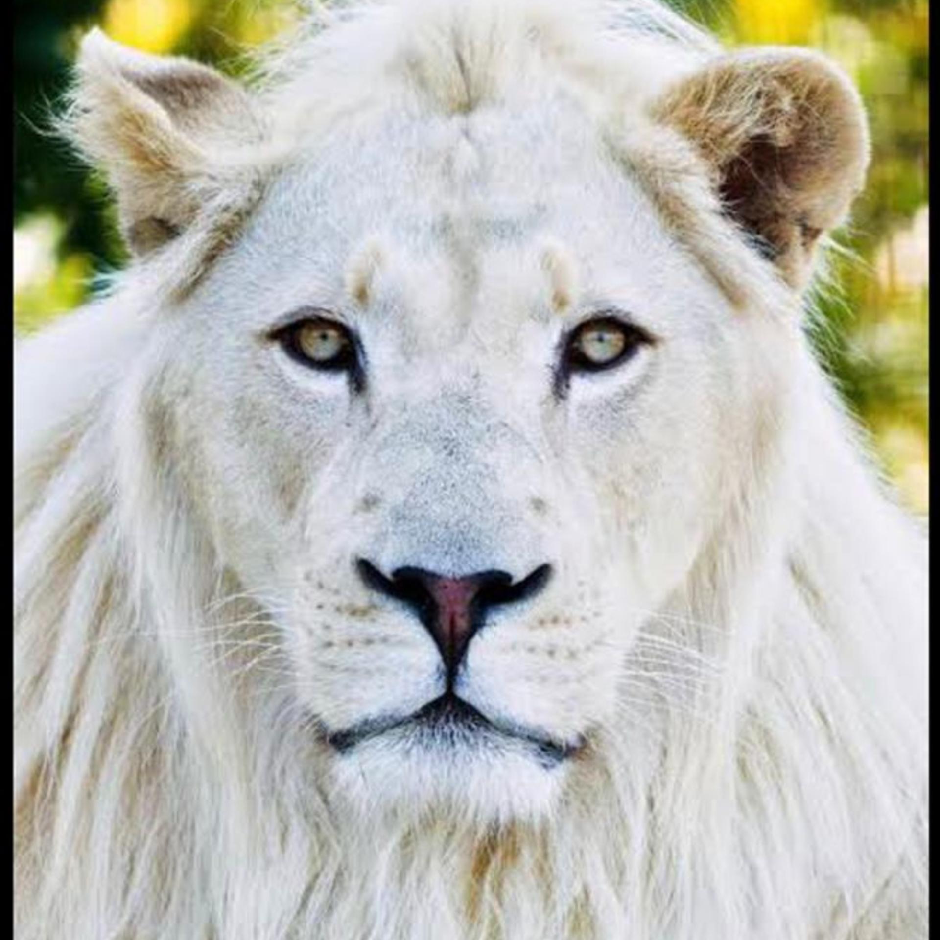 Постер альбома White Lion