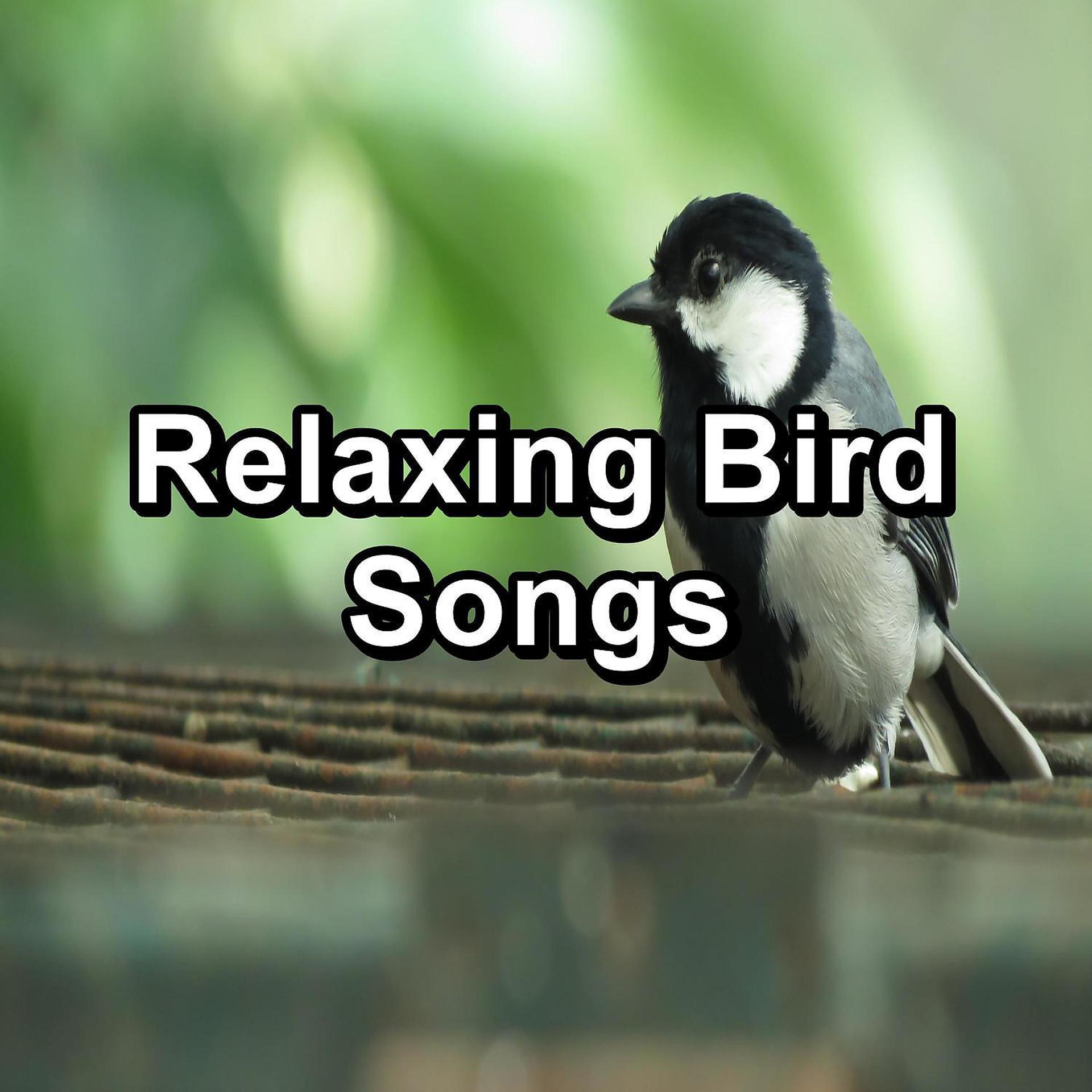 Постер альбома Relaxing Bird Songs
