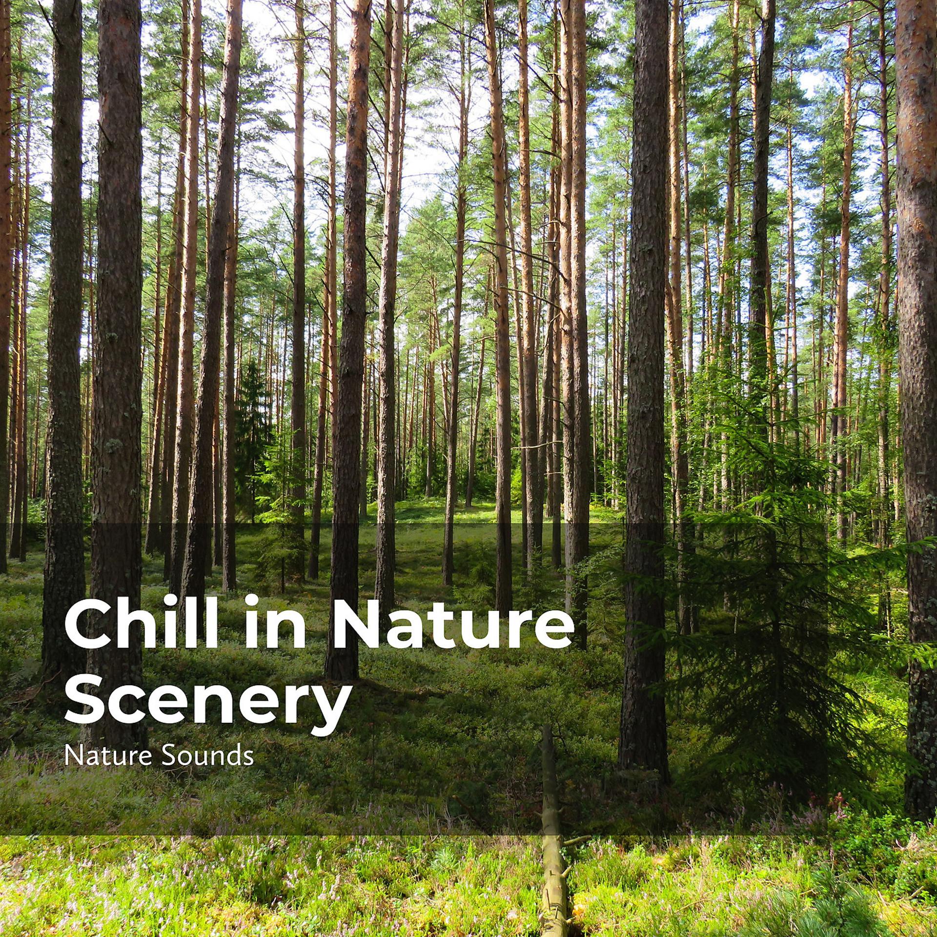 Постер альбома Chill in Nature Scenery