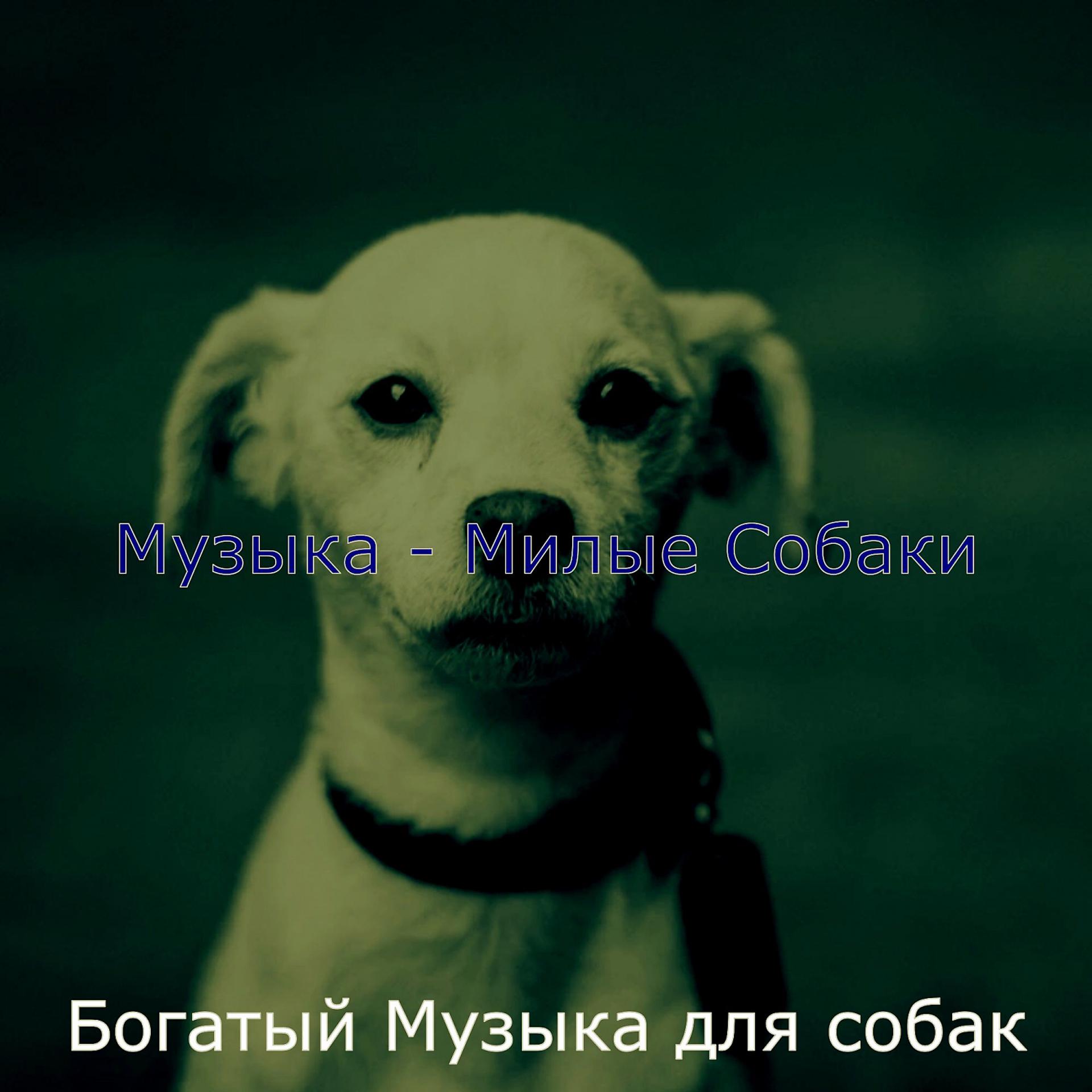 Постер альбома Музыка - Милые Собаки