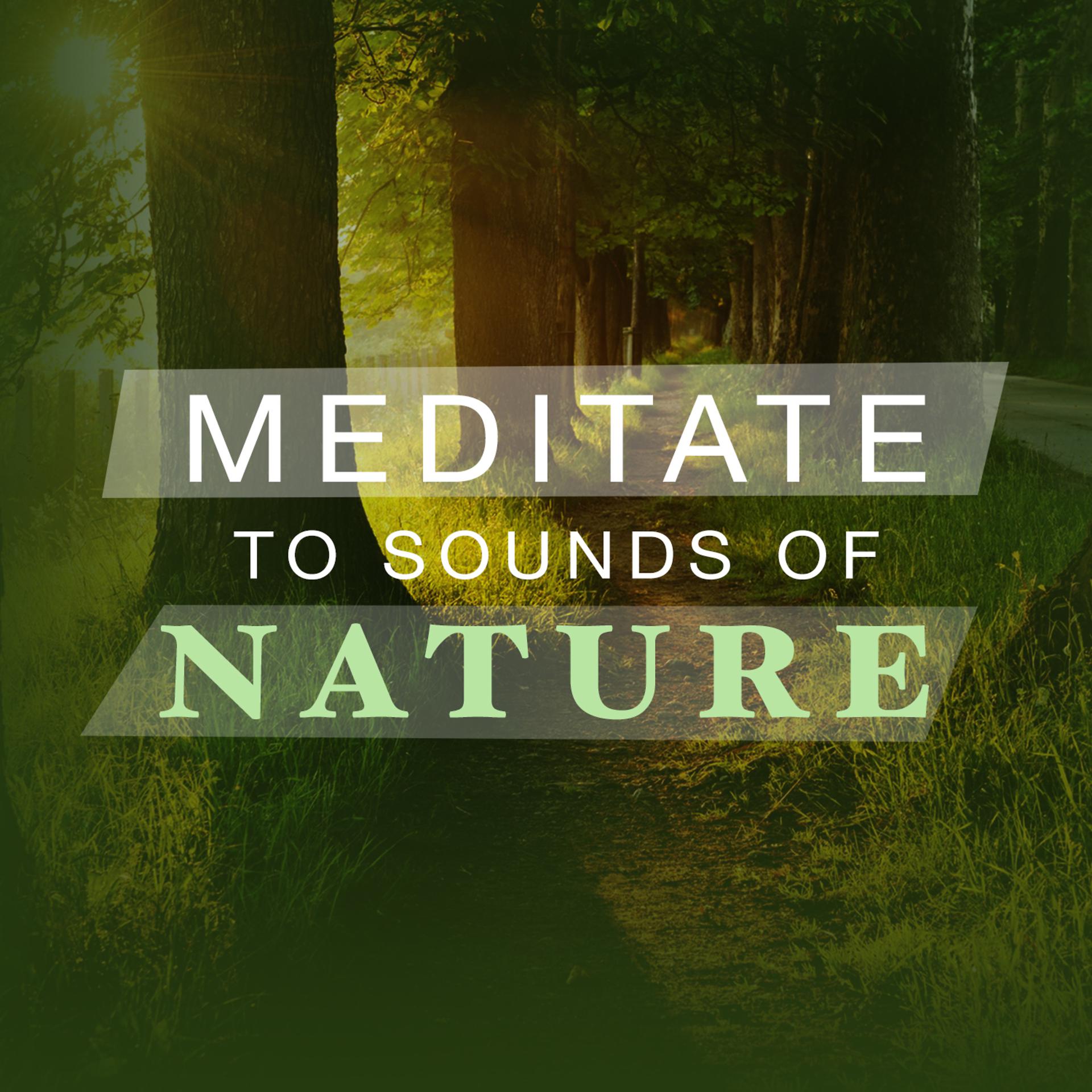 Постер альбома Meditate to Sounds of Nature