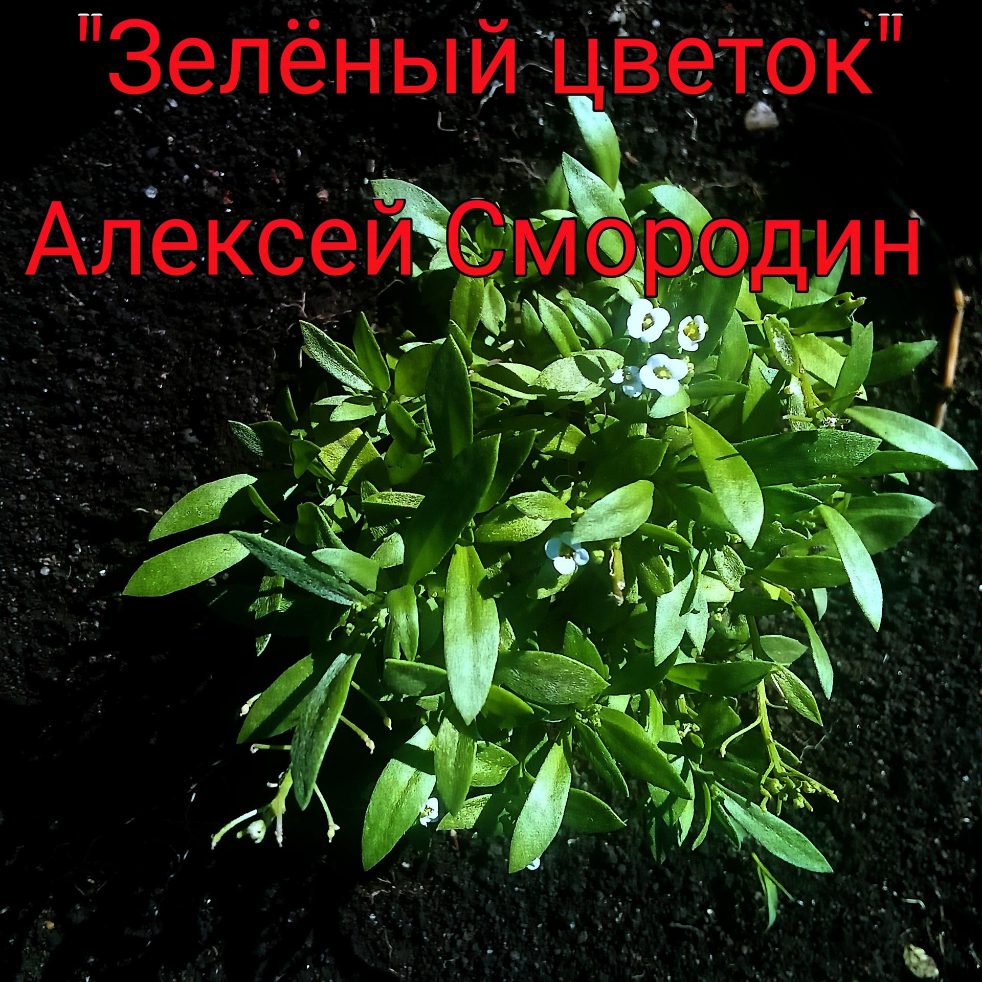 Постер альбома Зелёный цветок