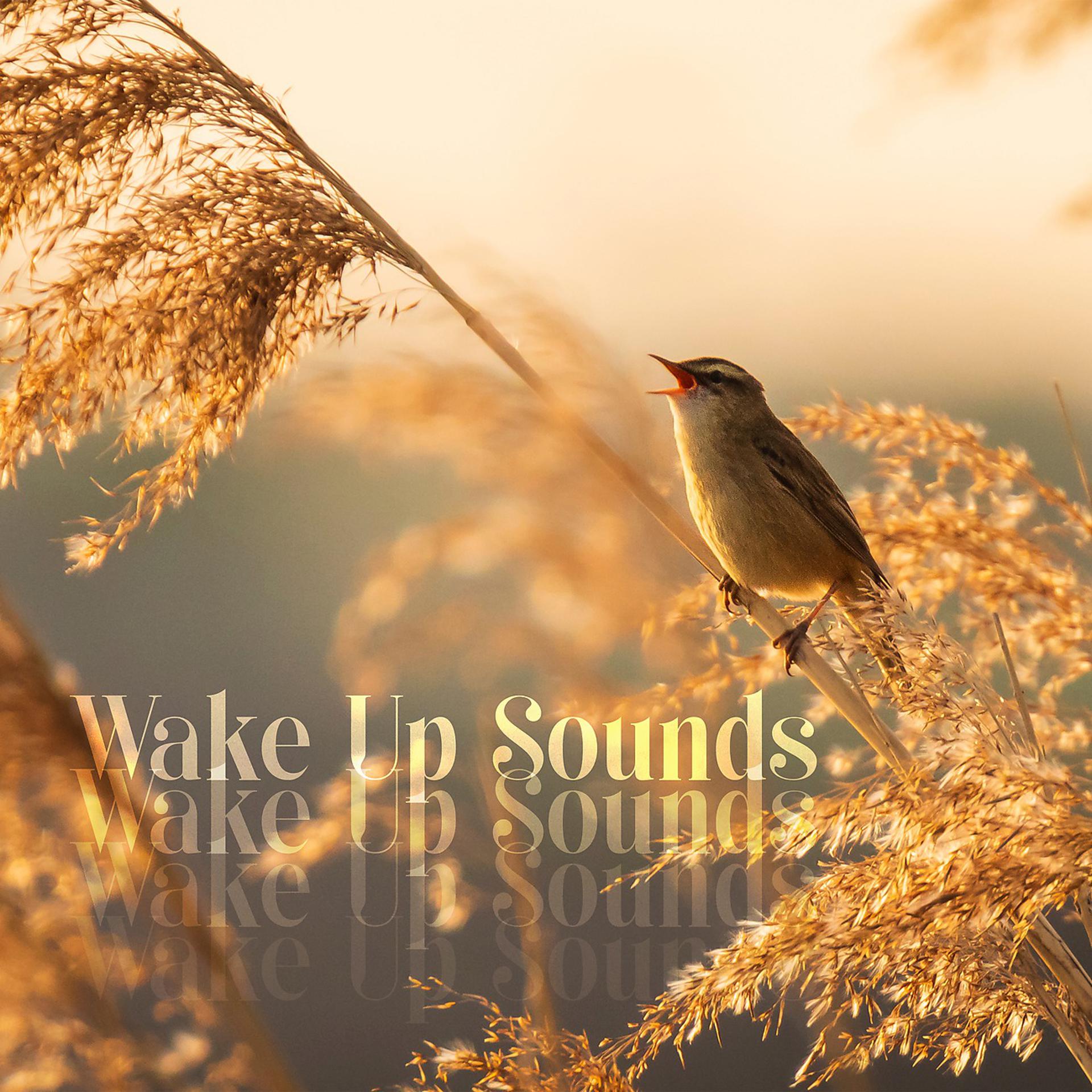 Постер альбома Wake Up Sounds