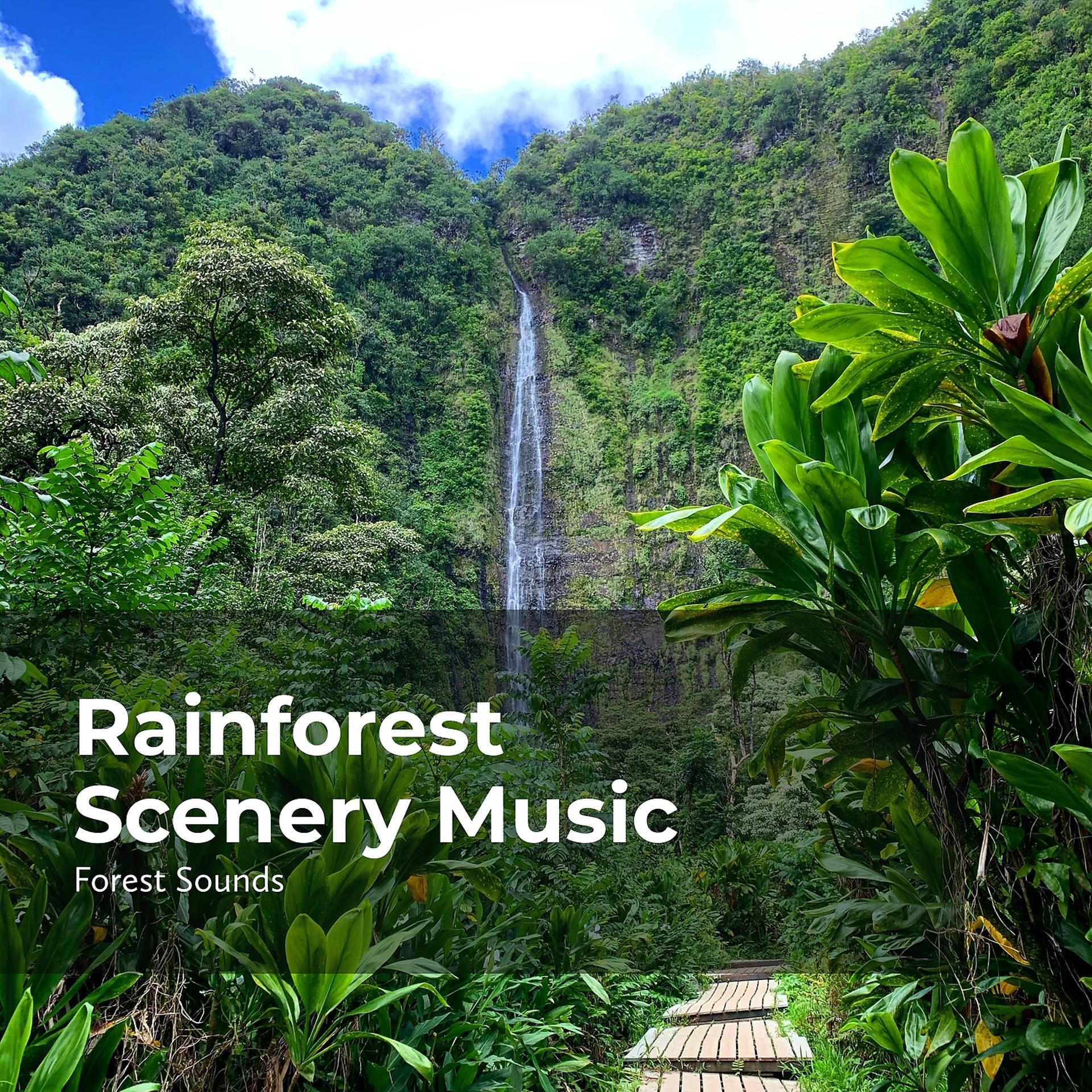 Постер альбома Rainforest Scenery Music