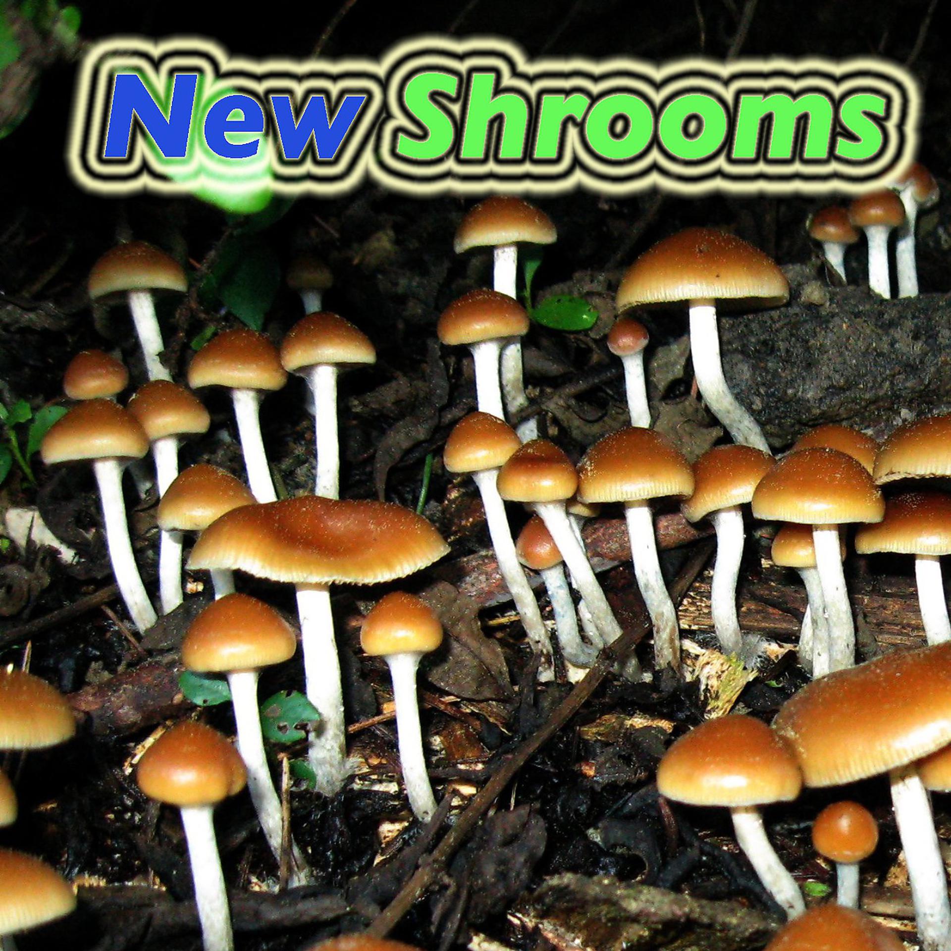 Постер альбома New Shrooms