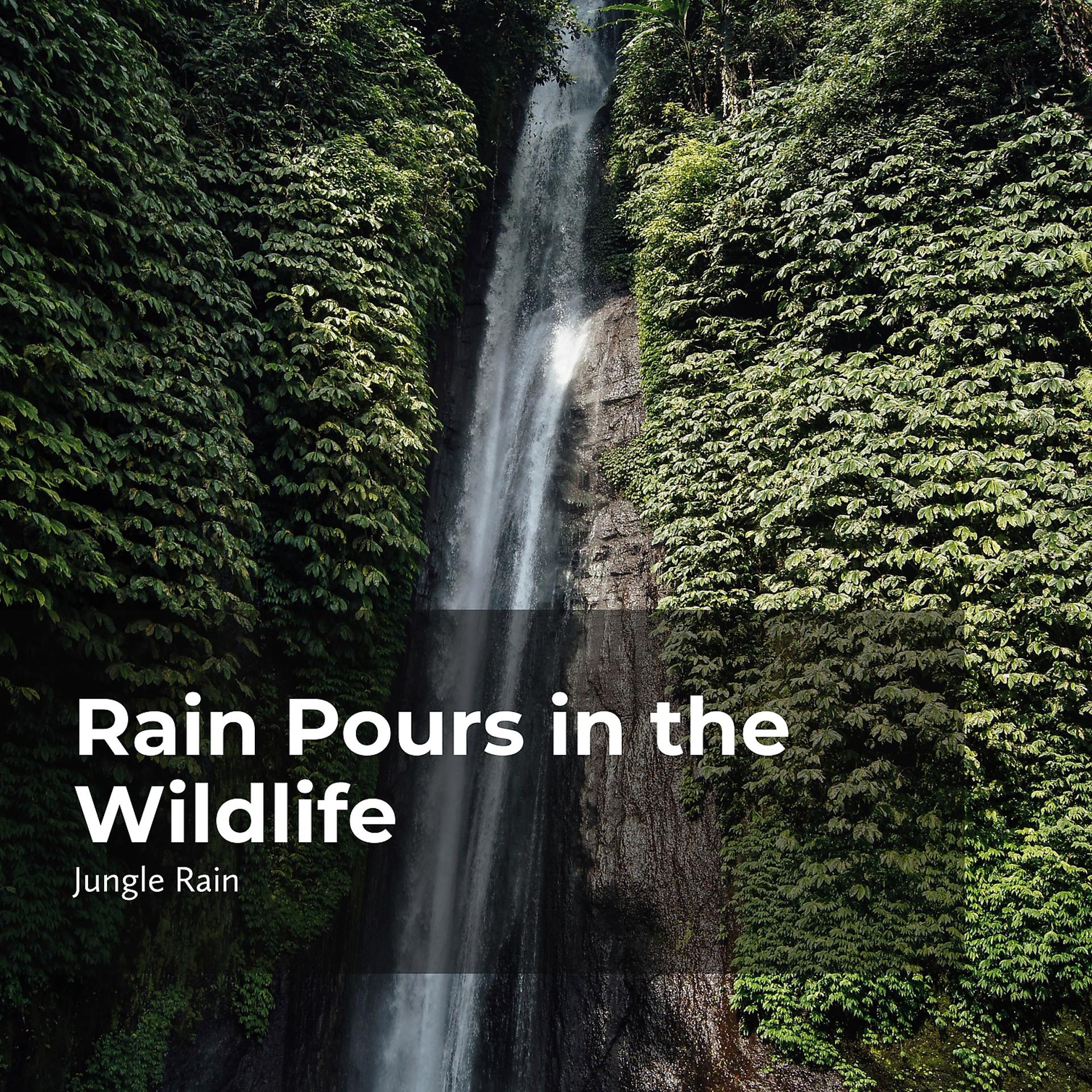 Постер альбома Rain Pours in the Wildlife