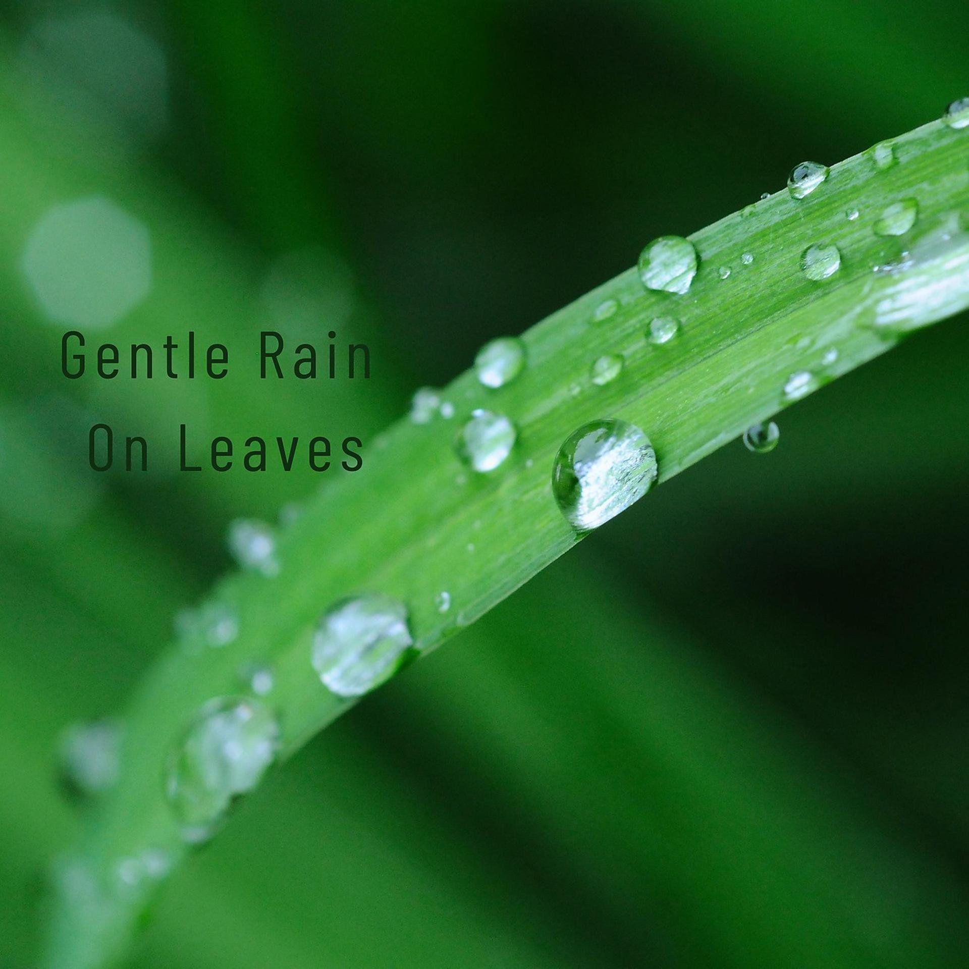 Постер альбома Gentle Rain on Leaves