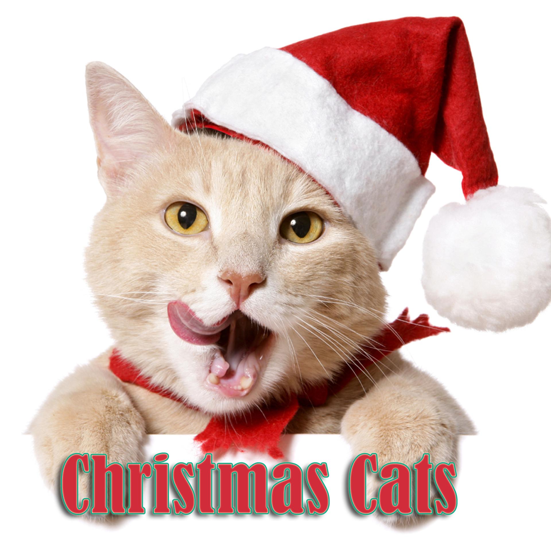 Постер альбома Christmas Cats