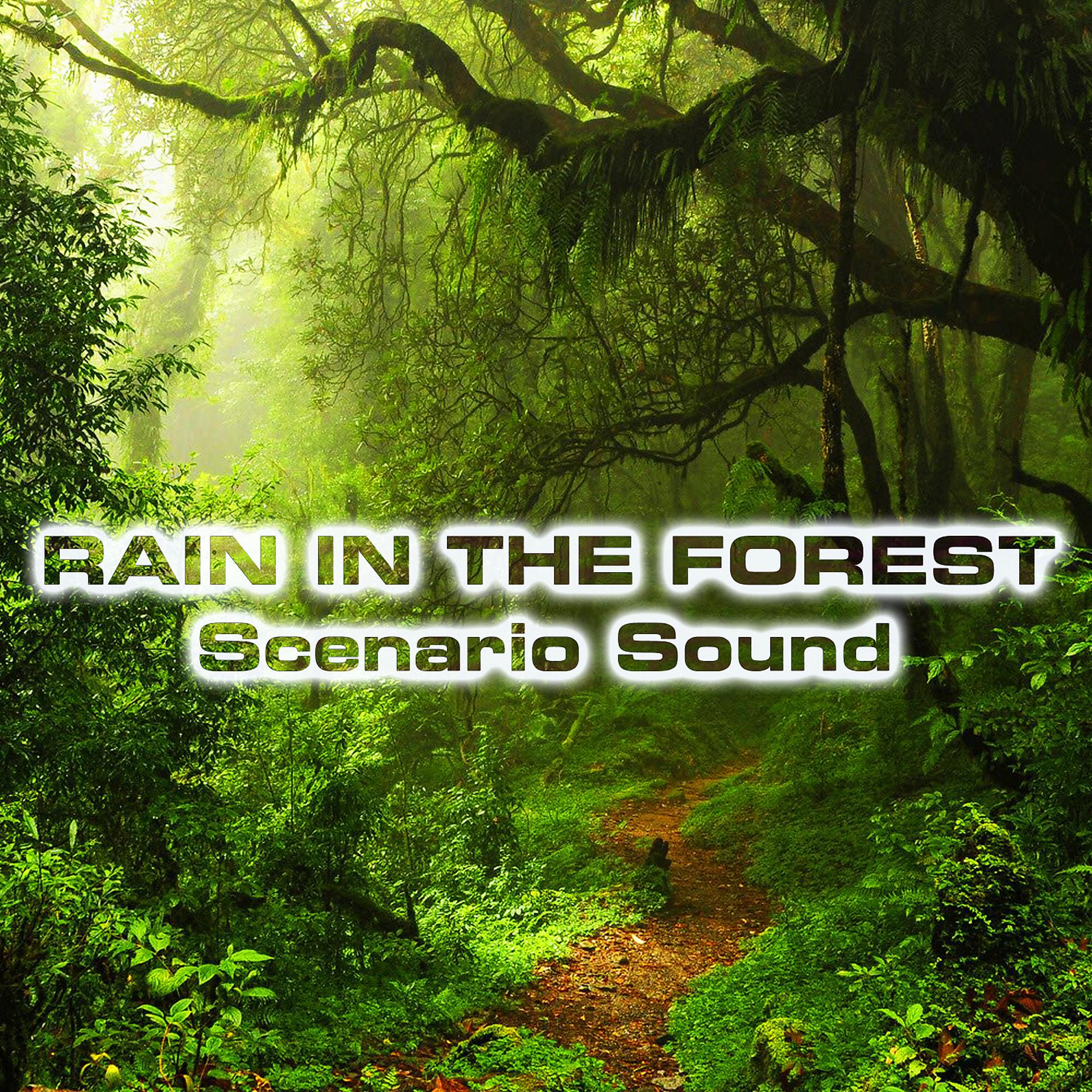 Постер альбома Rain in the Forest Scenario Sound