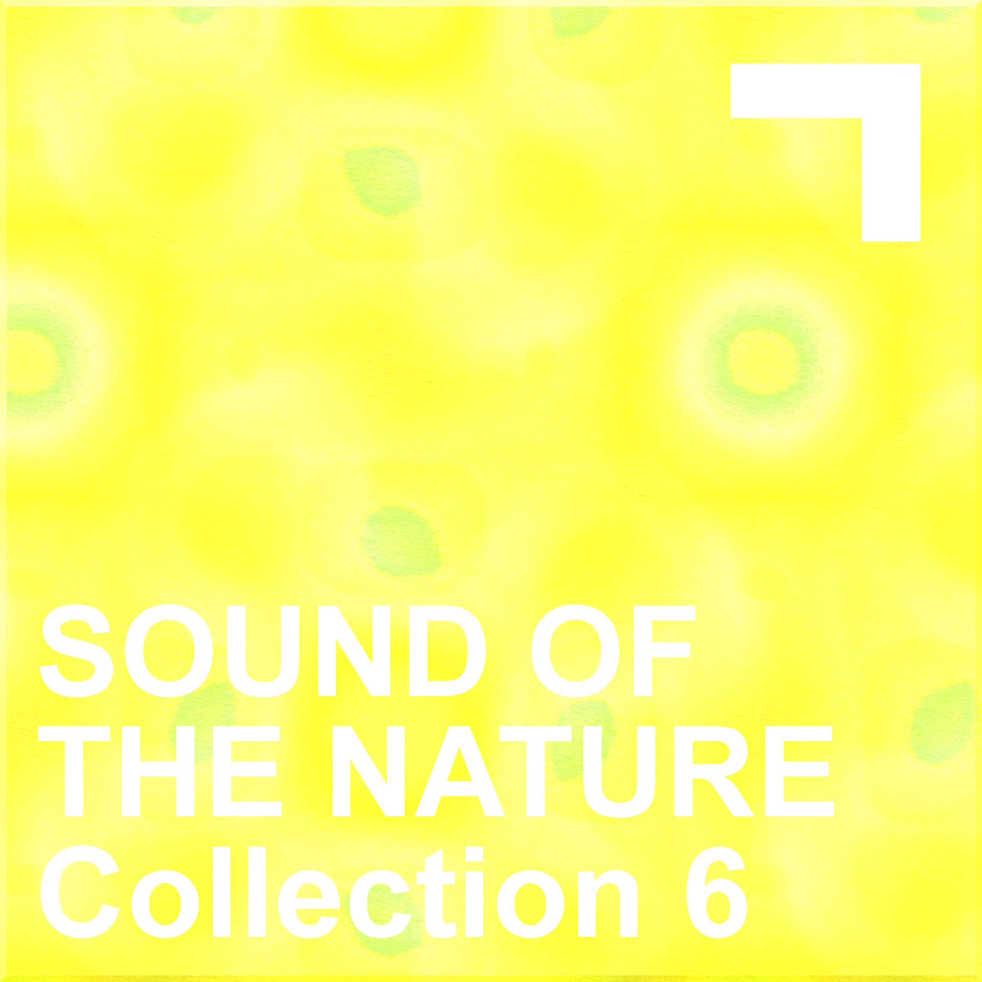 Постер альбома Sound Of The Nature – Collection 6