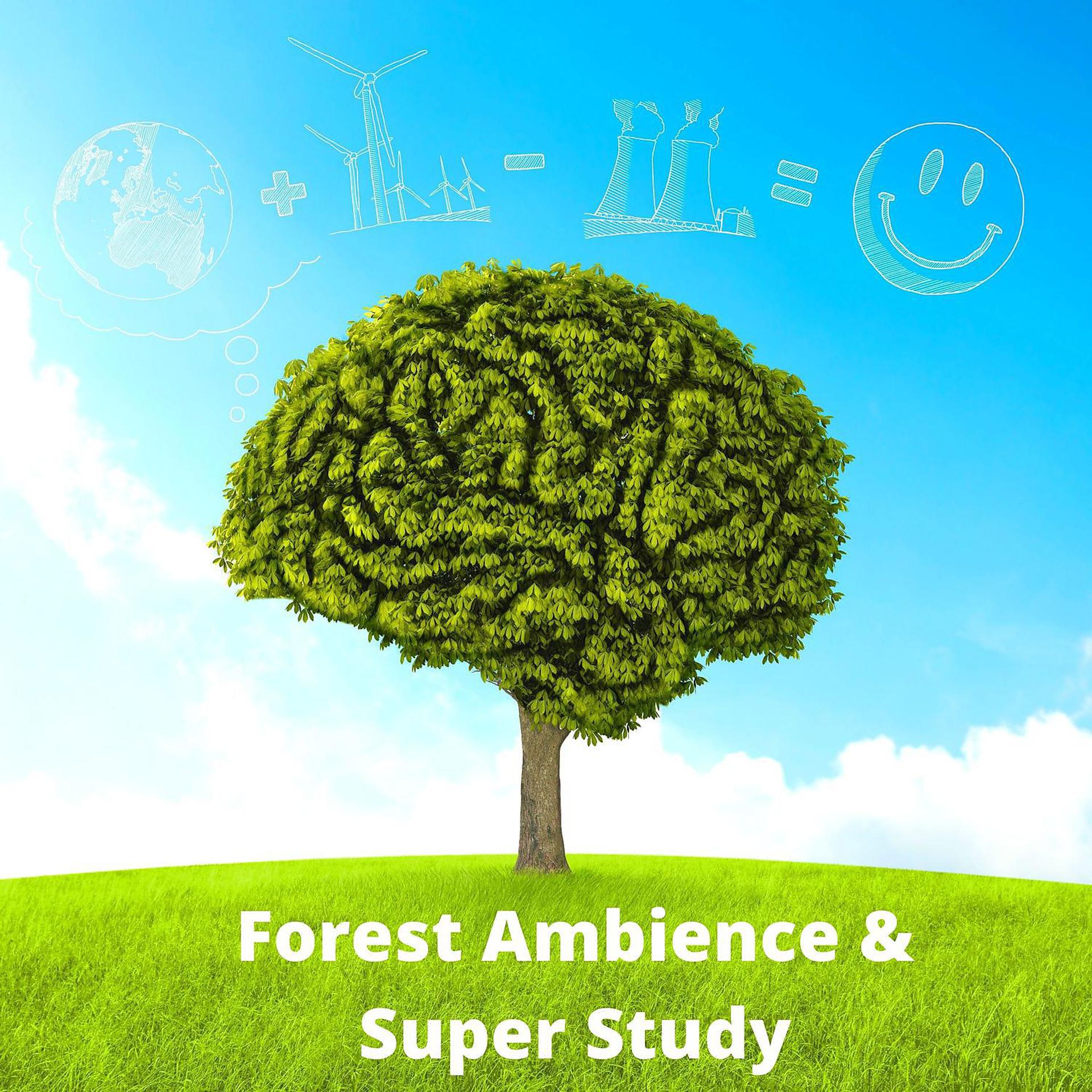 Постер альбома Forest Ambience & Super Study: Calming Wind, Birds and Chimes for Relaxation and Focus