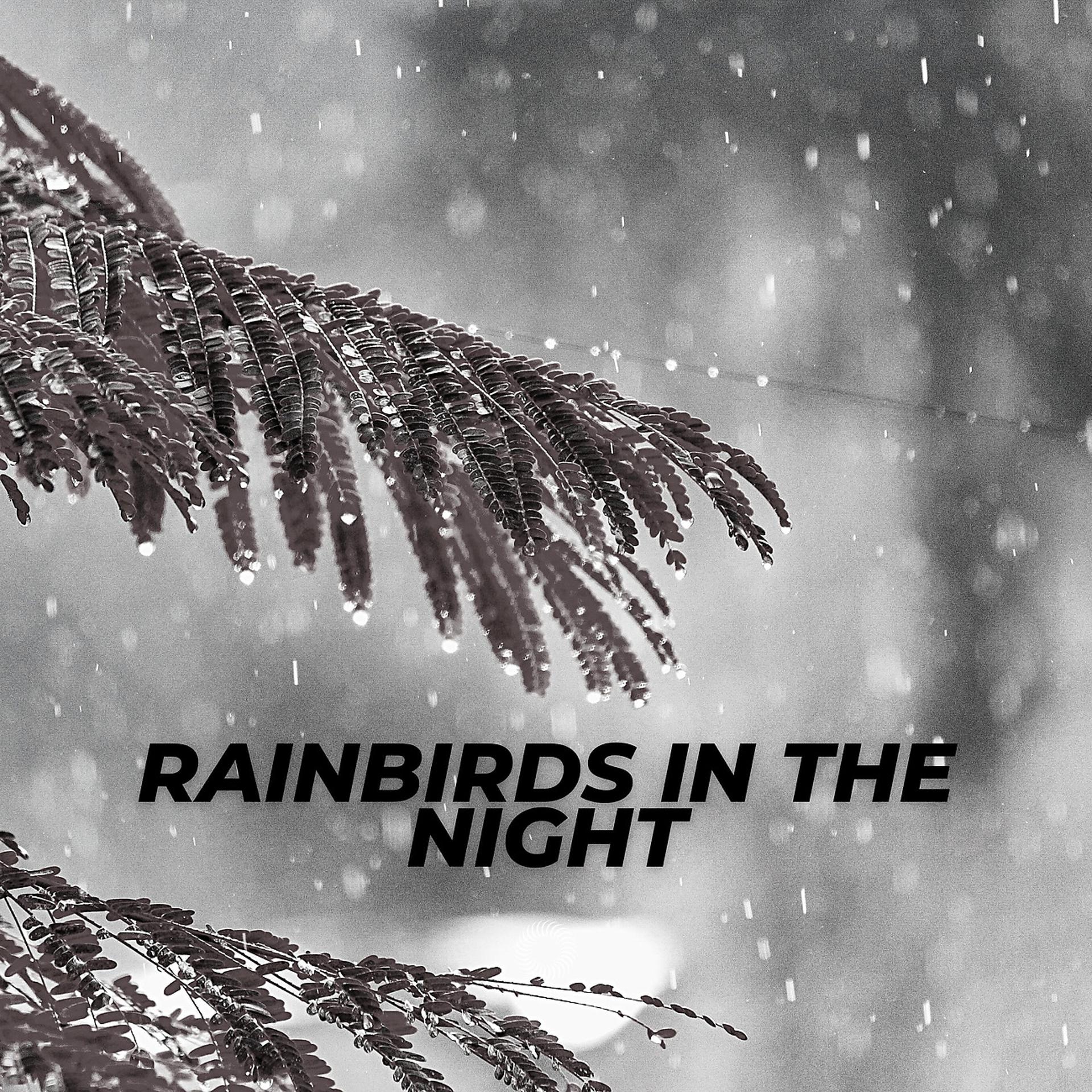 Постер альбома Rainbirds In The Night