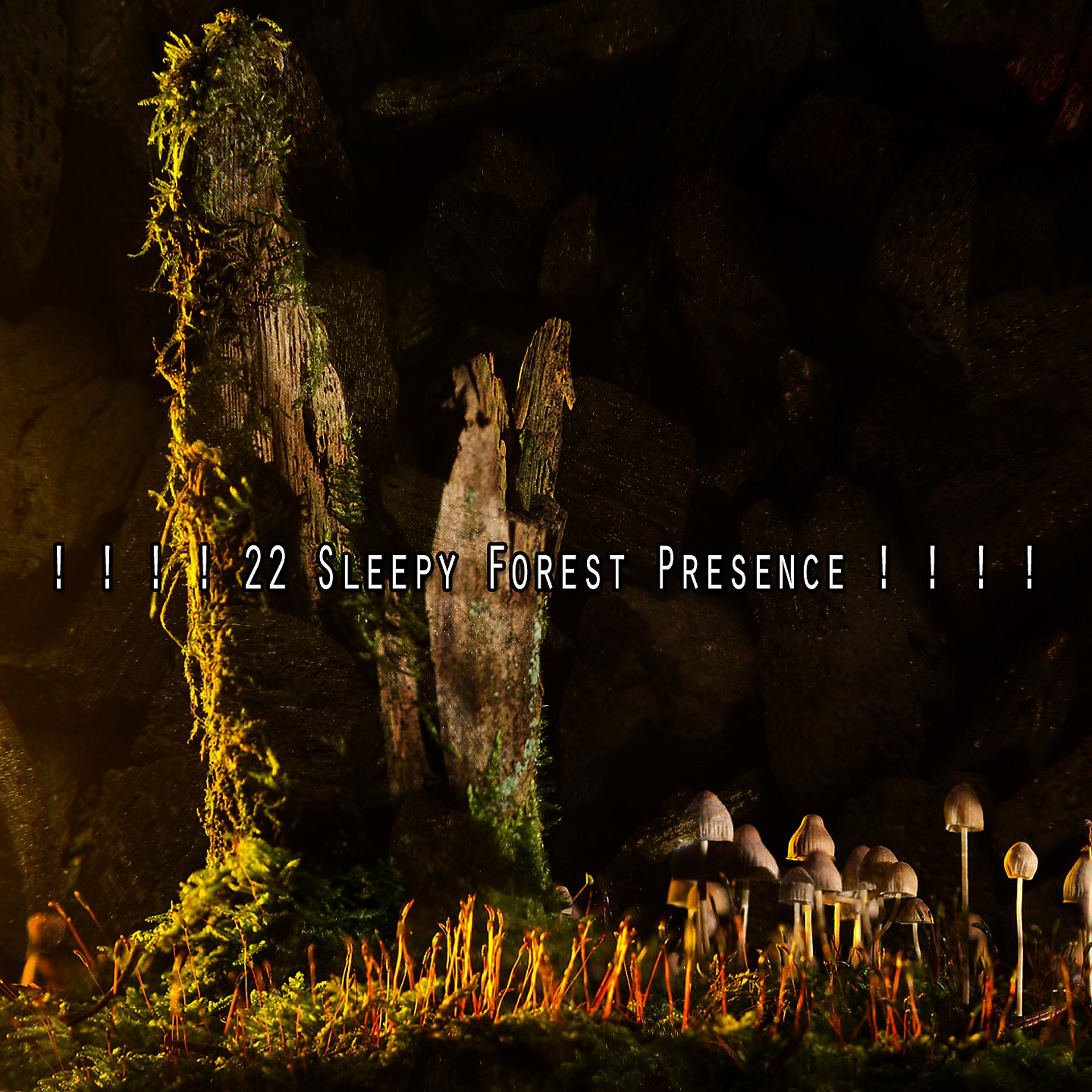 Постер альбома ! ! ! ! 22 Присутствие сонного леса! ! ! !