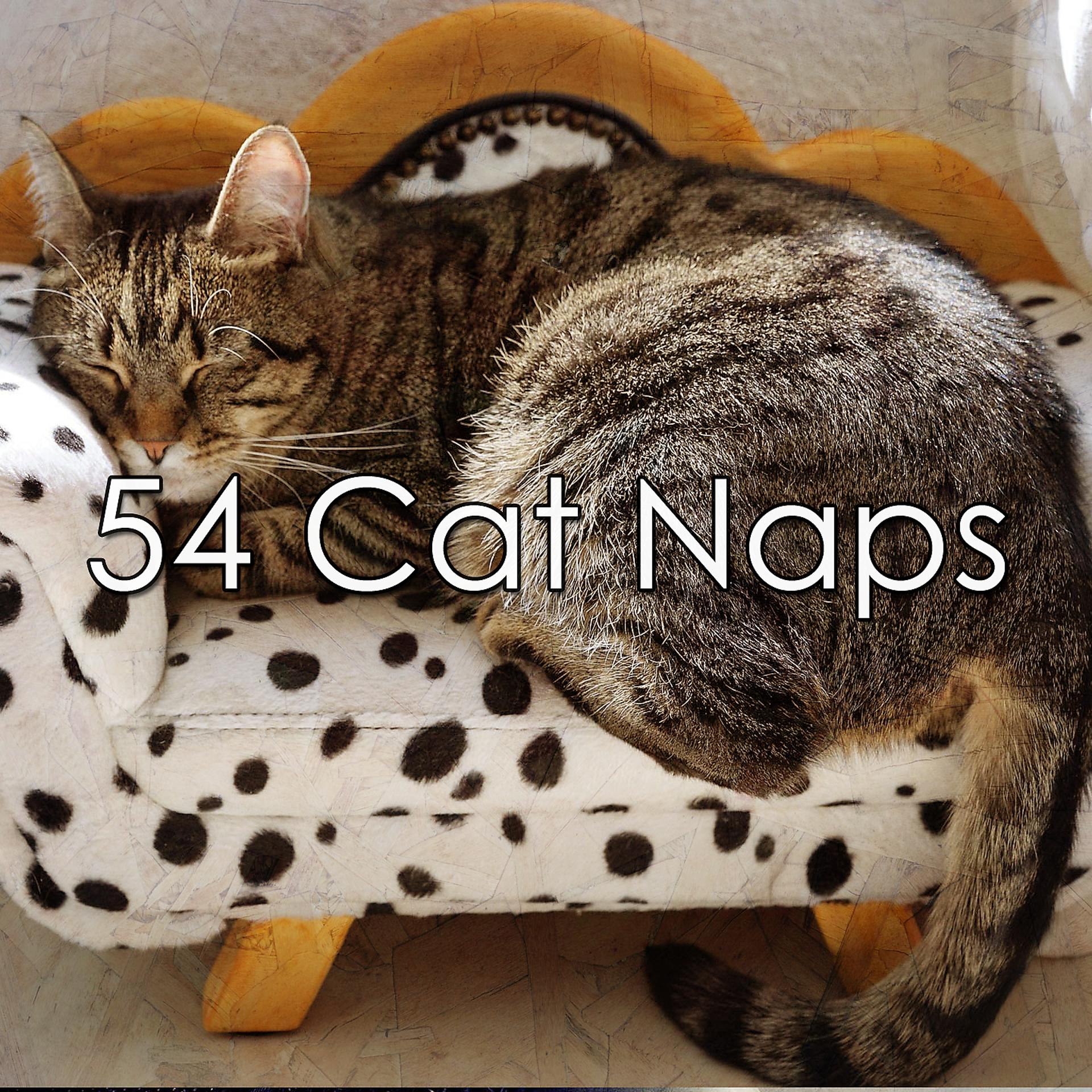 Постер альбома 54 кошачий сон