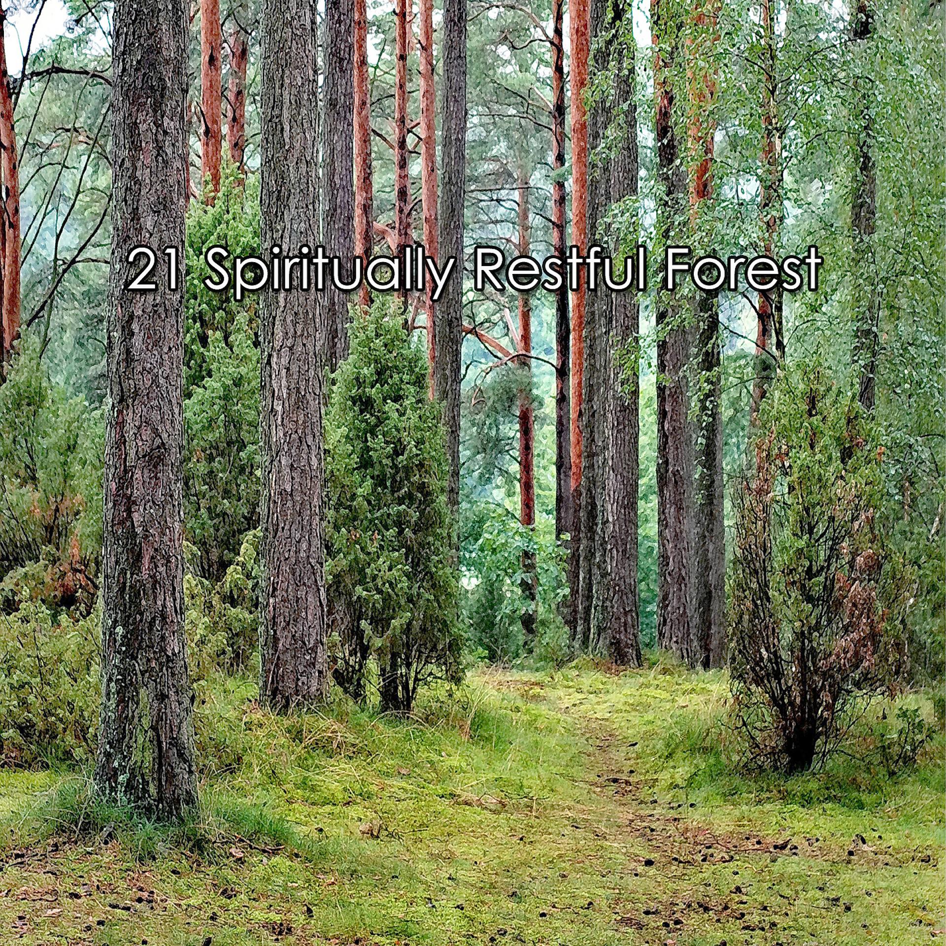 Постер альбома 21 Духовно спокойный лес