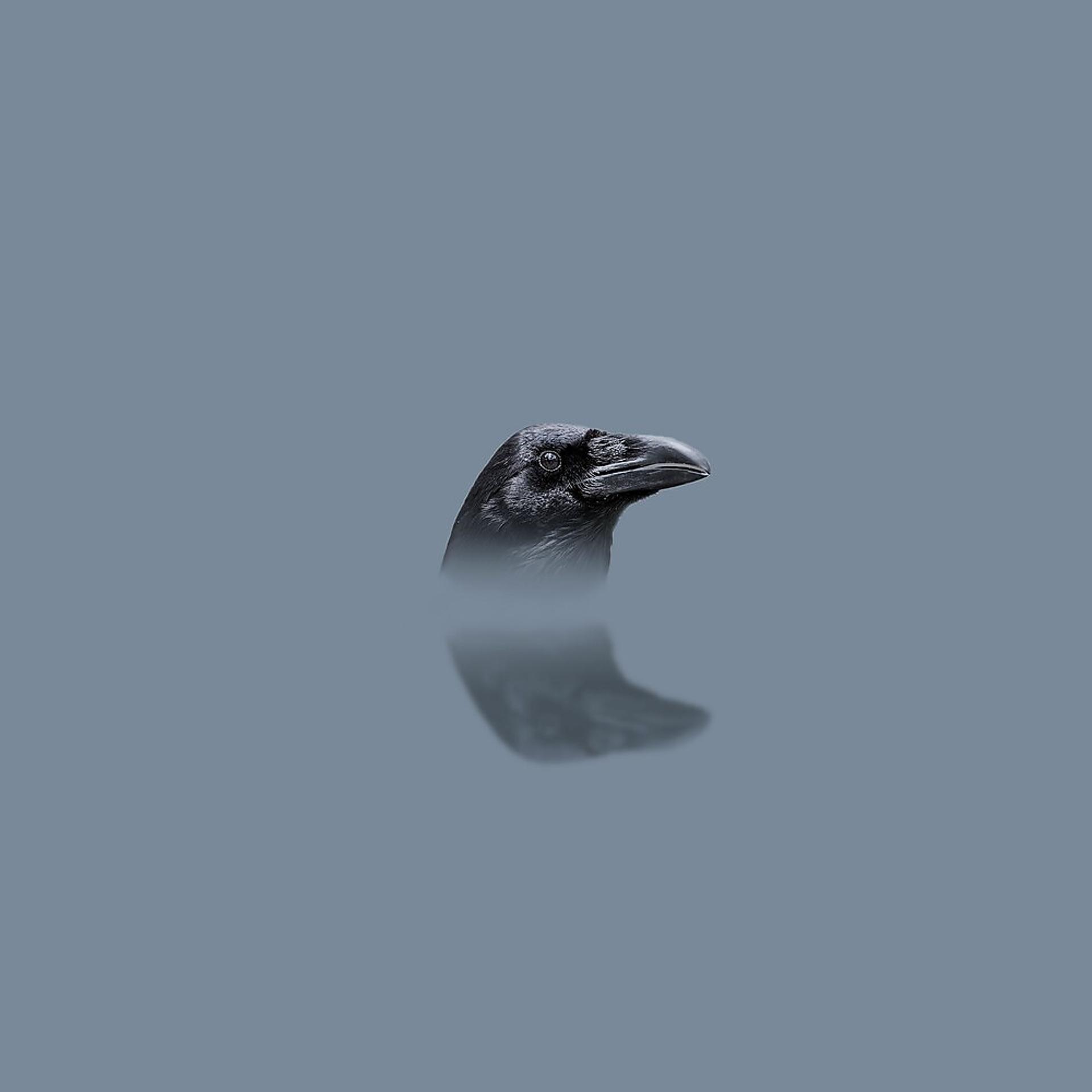Постер альбома Seeing Crows