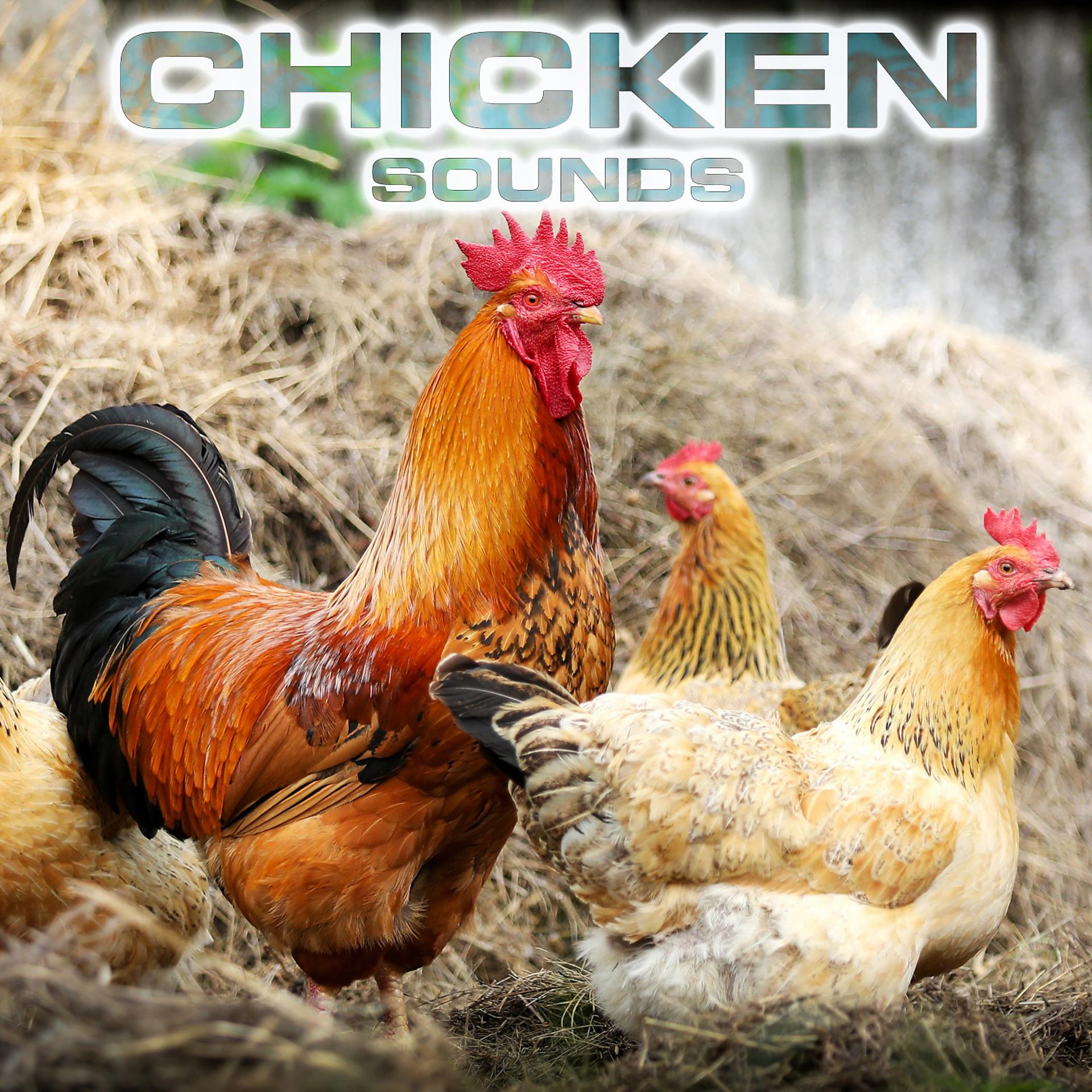 Постер альбома Chicken Sounds (feat. White Noise Ambience, Relaxing Nature Sound, National Geographic Nature Sounds, Soothing Sounds, Soothing Baby Sounds & National Geographic Animal Sounds)