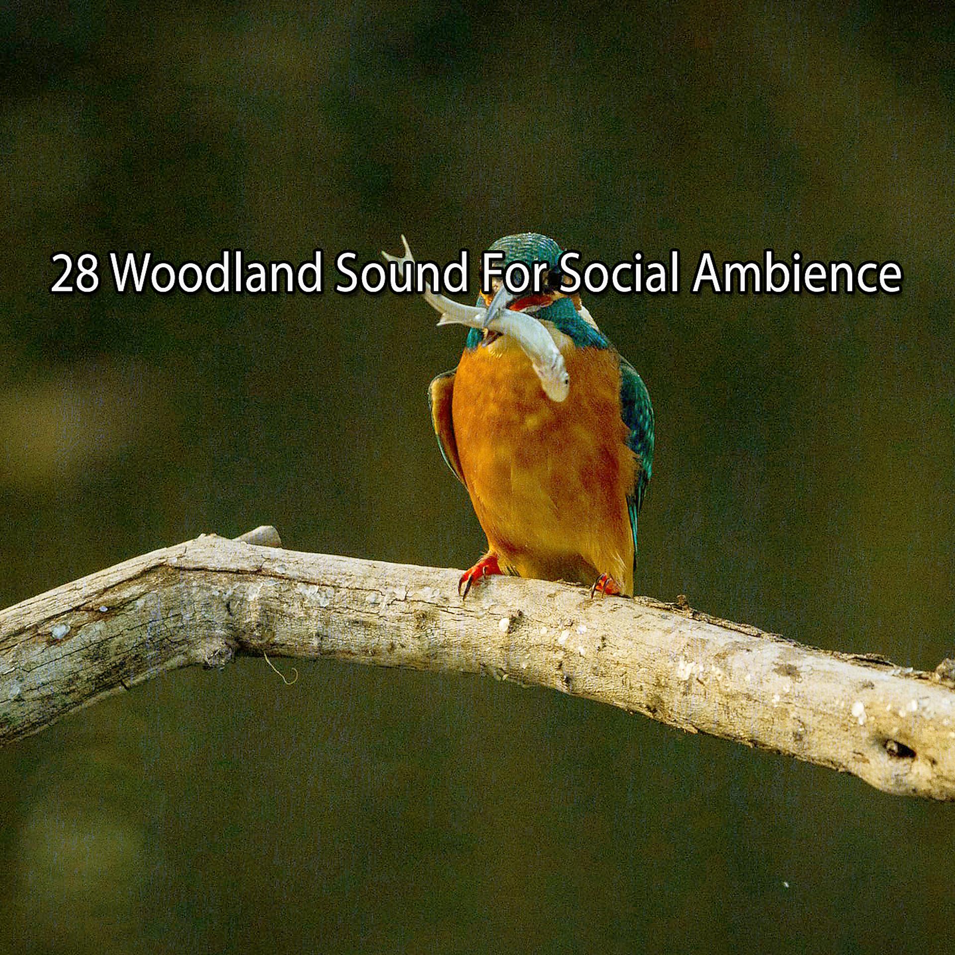 Постер альбома !!!! 28 Woodland Sound для социальной атмосферы !!!!