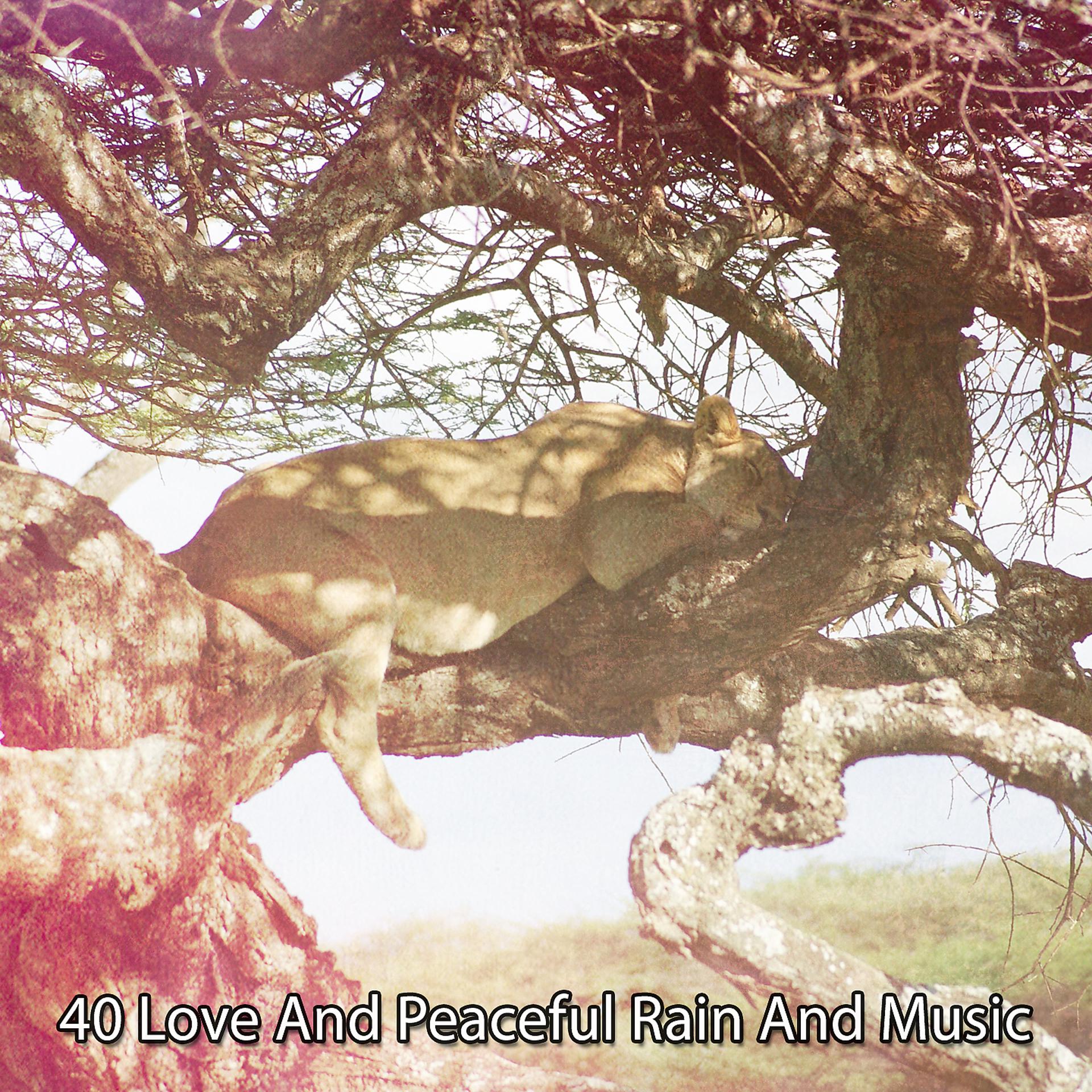 Постер альбома 40 Любовь, мирный дождь и музыка