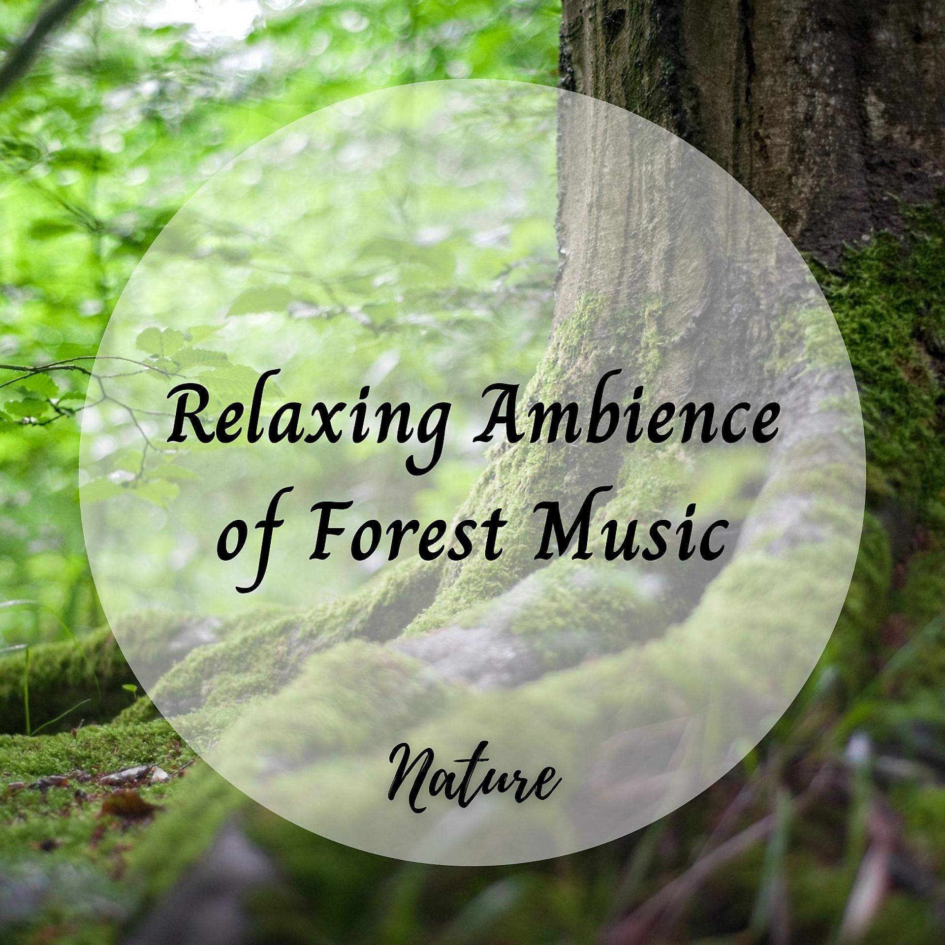 Постер альбома Nature: Relaxing Ambience of Forest Music - 1 Hour