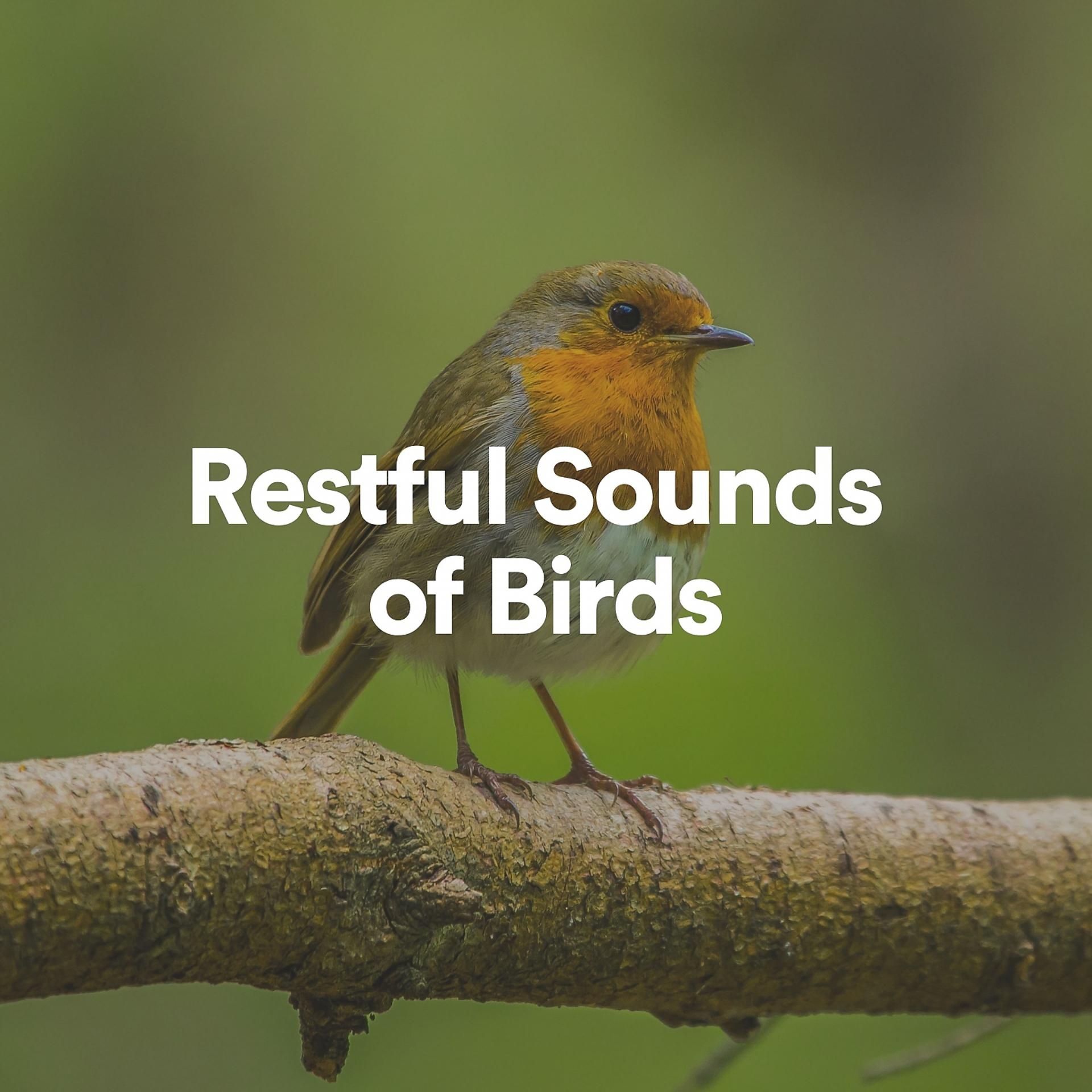 Постер альбома Restful Sounds of Birds