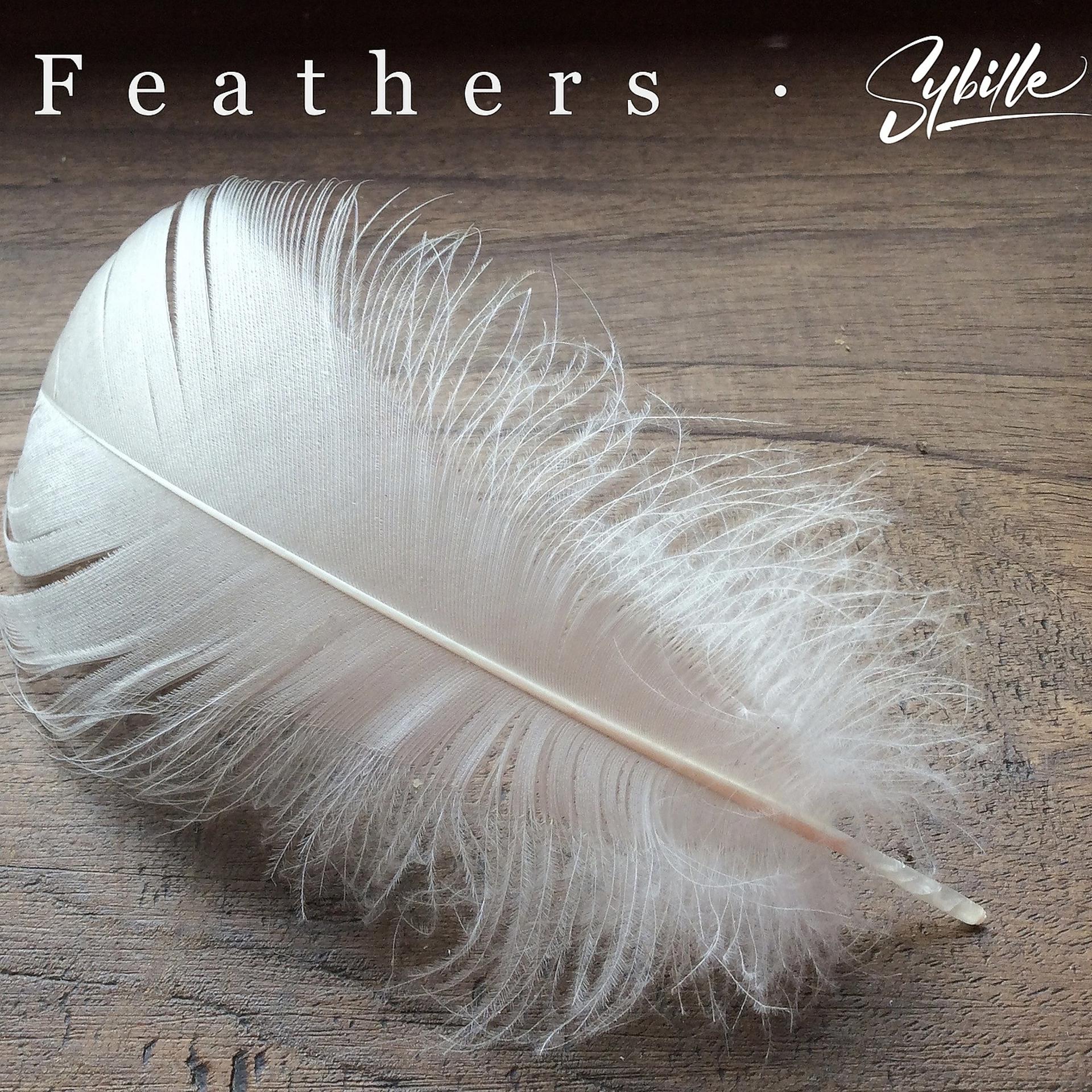 Постер альбома Feathers