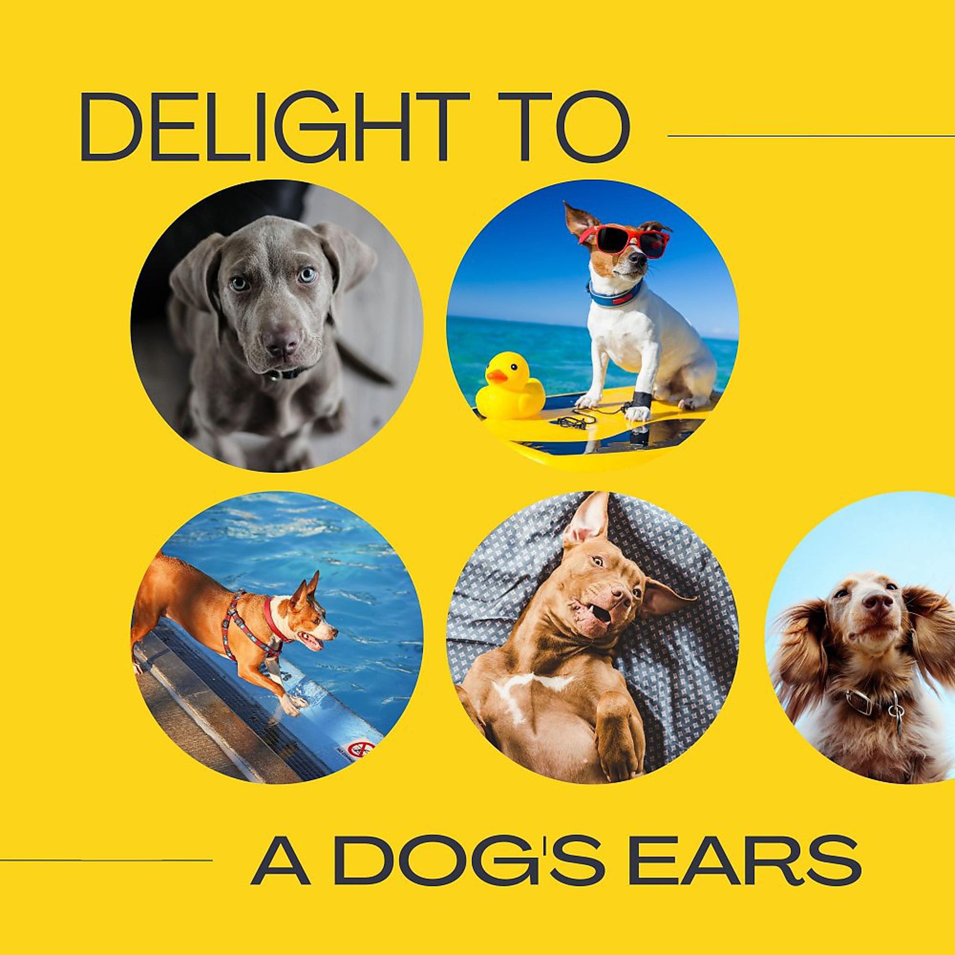 Постер альбома Delight to Dog's Ears