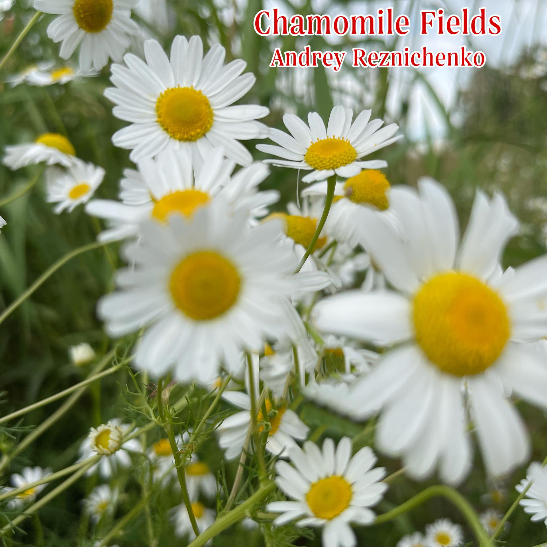 Постер альбома Chamomile Fields