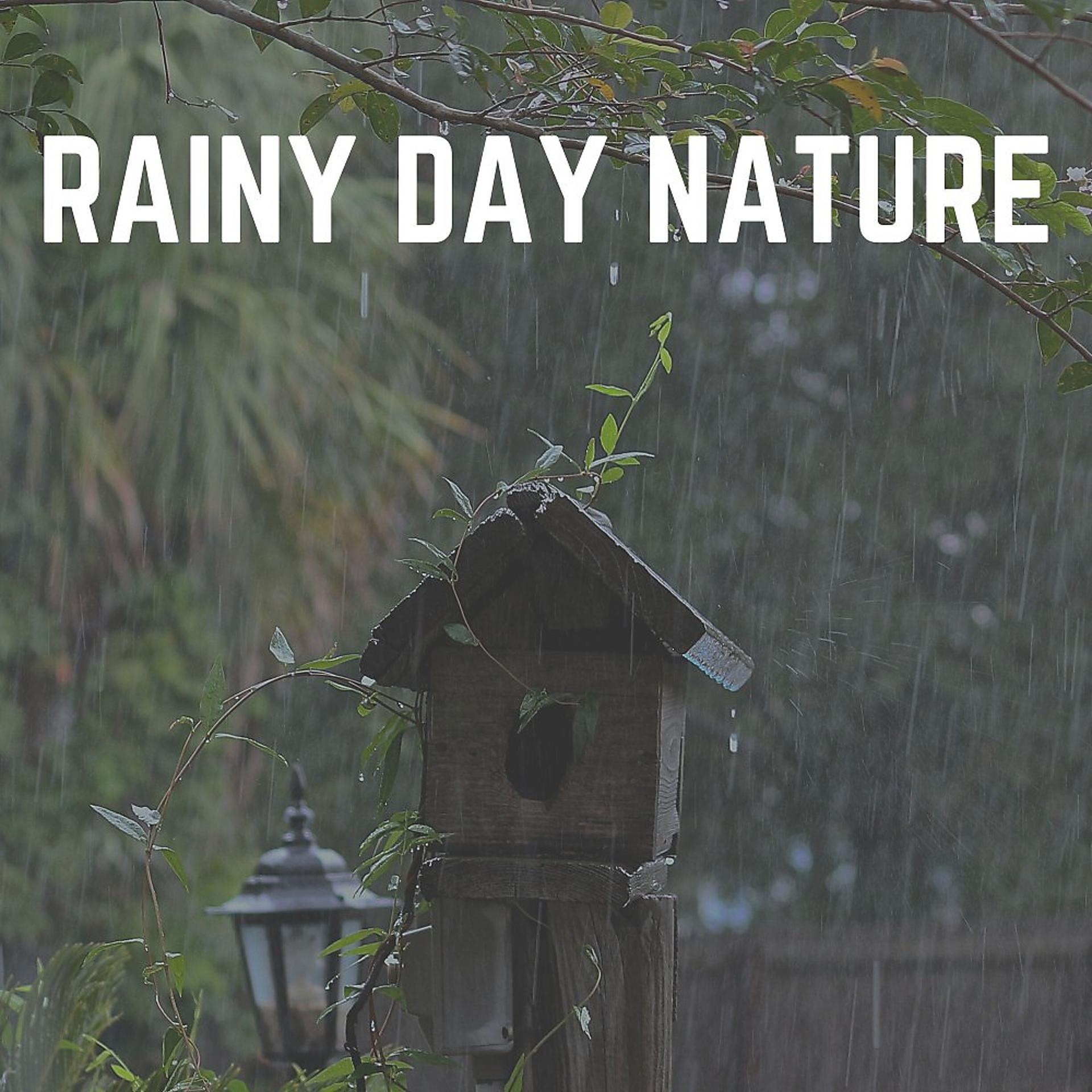 Постер альбома Rainy Day Nature