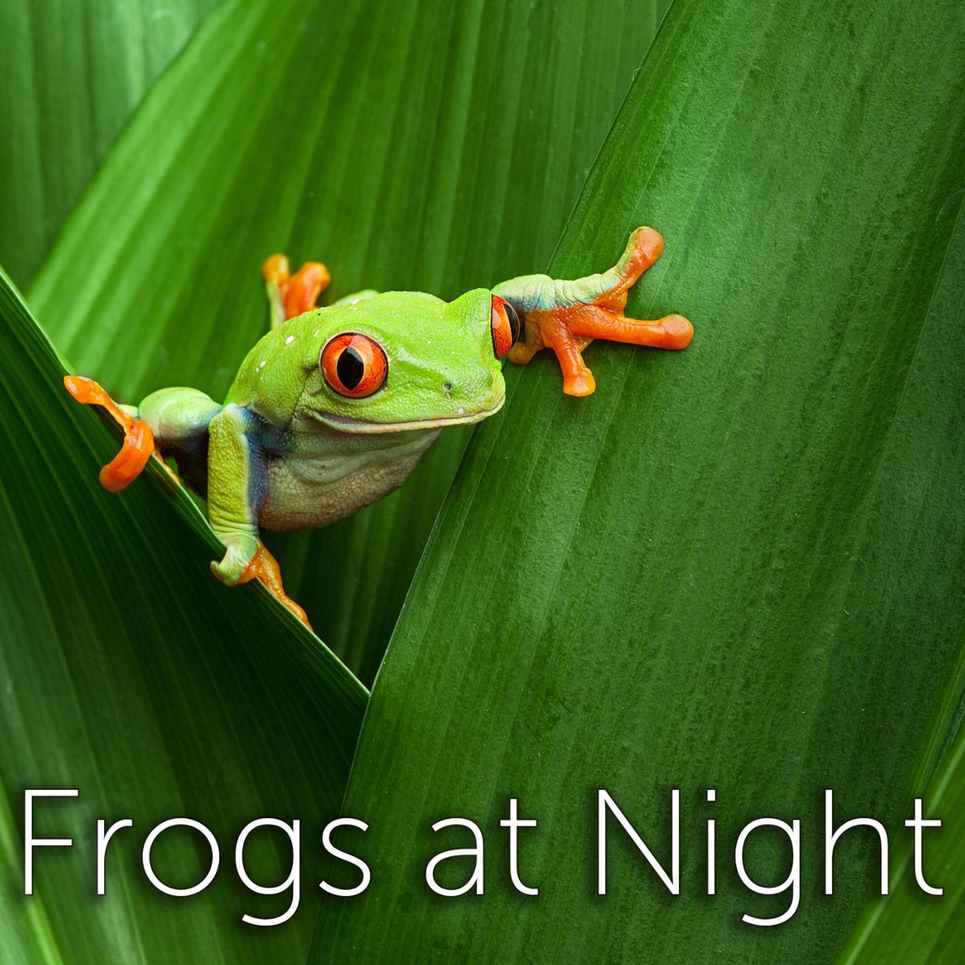 Постер альбома Frogs at Night