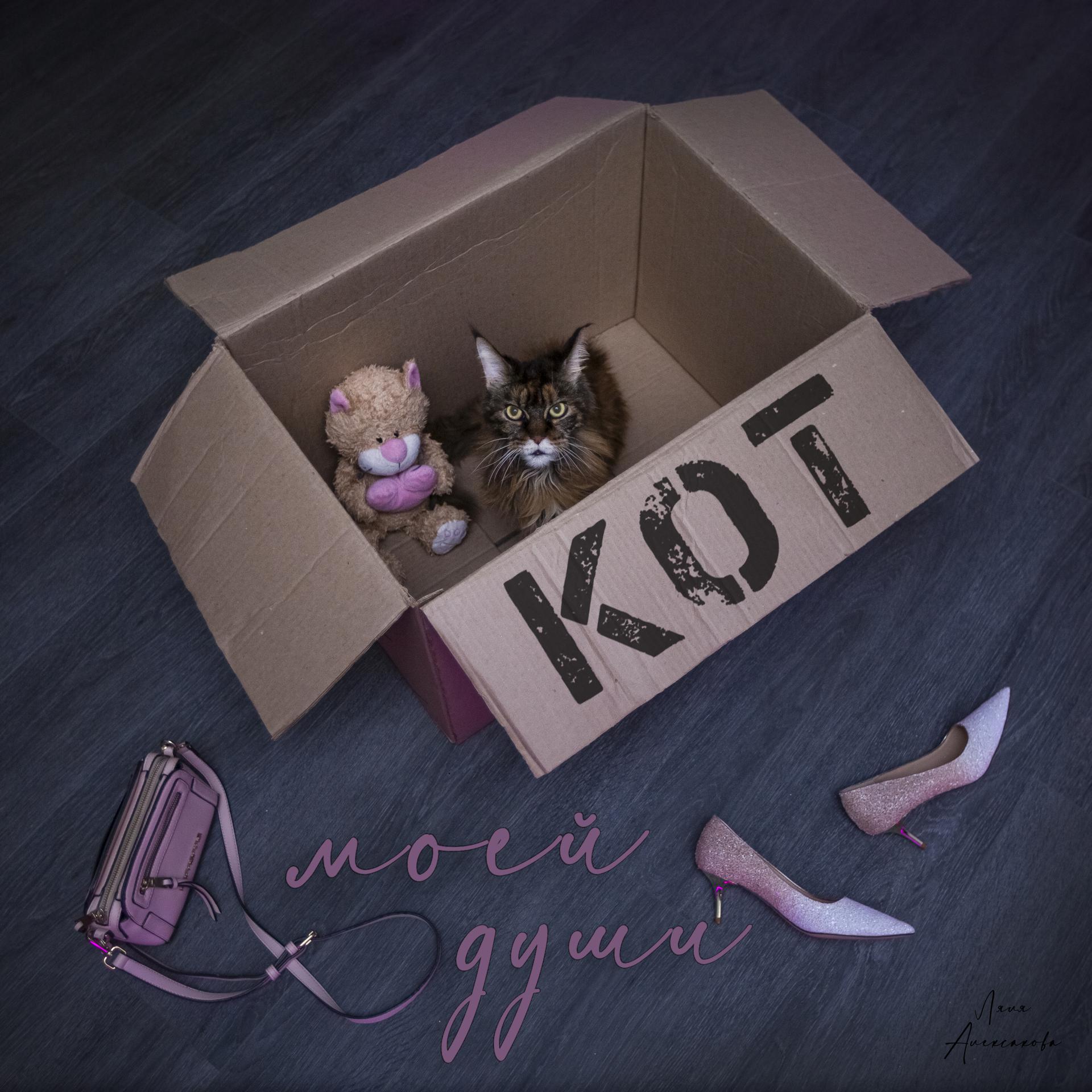 Постер альбома Кот моей души