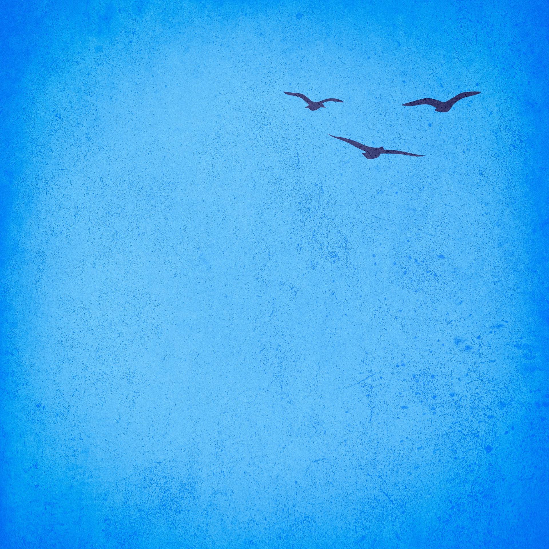 Постер альбома Птицы